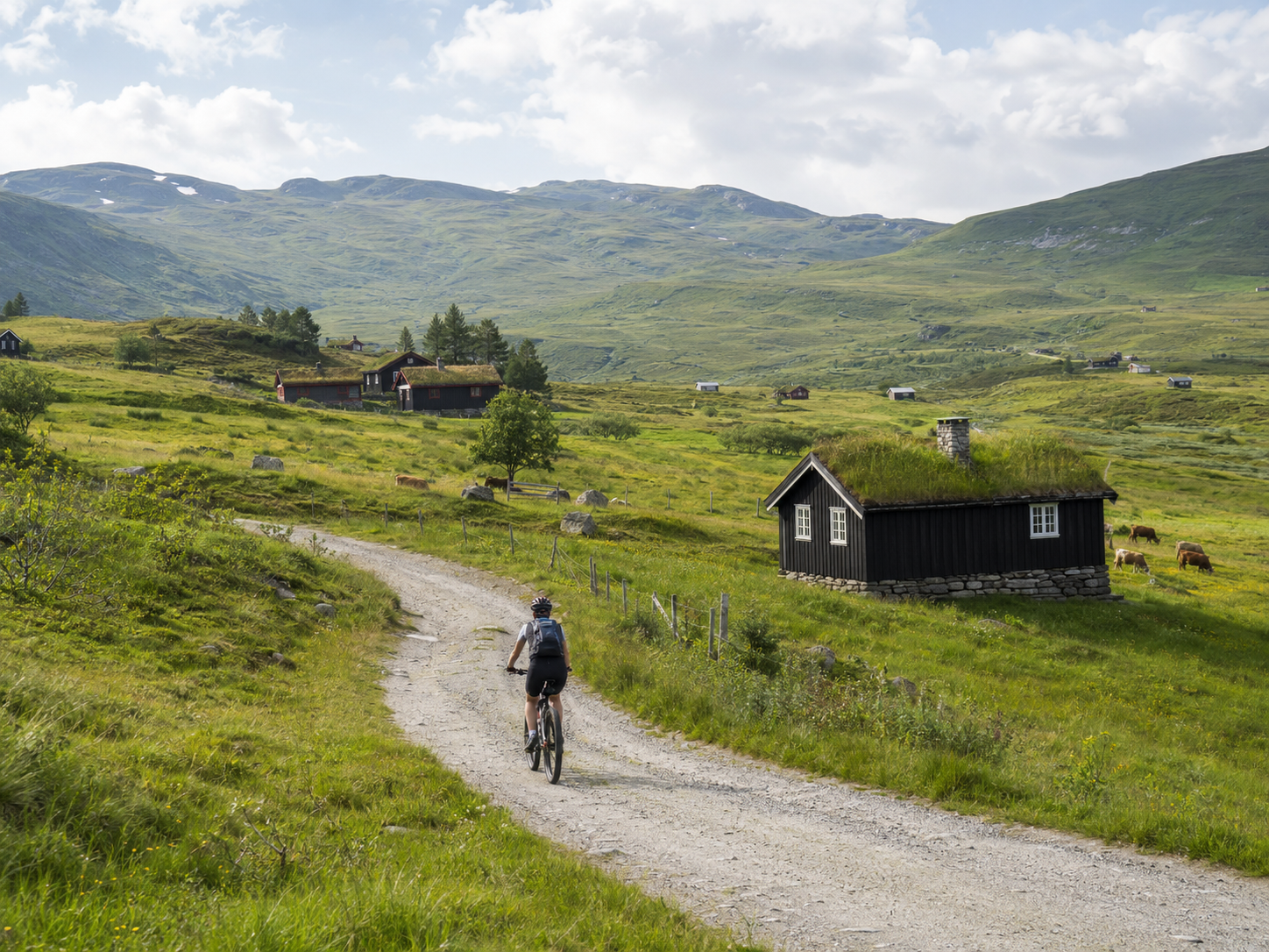 Cyclist riding along a gravel road through summer farms, grazing cattle and green mountain pastures on Mjølkevegen in Valdres, Norway.