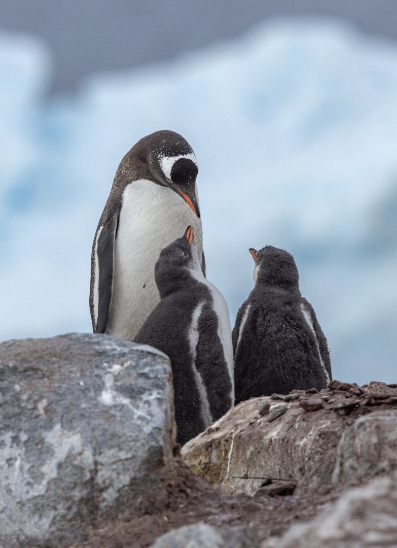 Gentoo penguin with her two chicks in Antarctica.