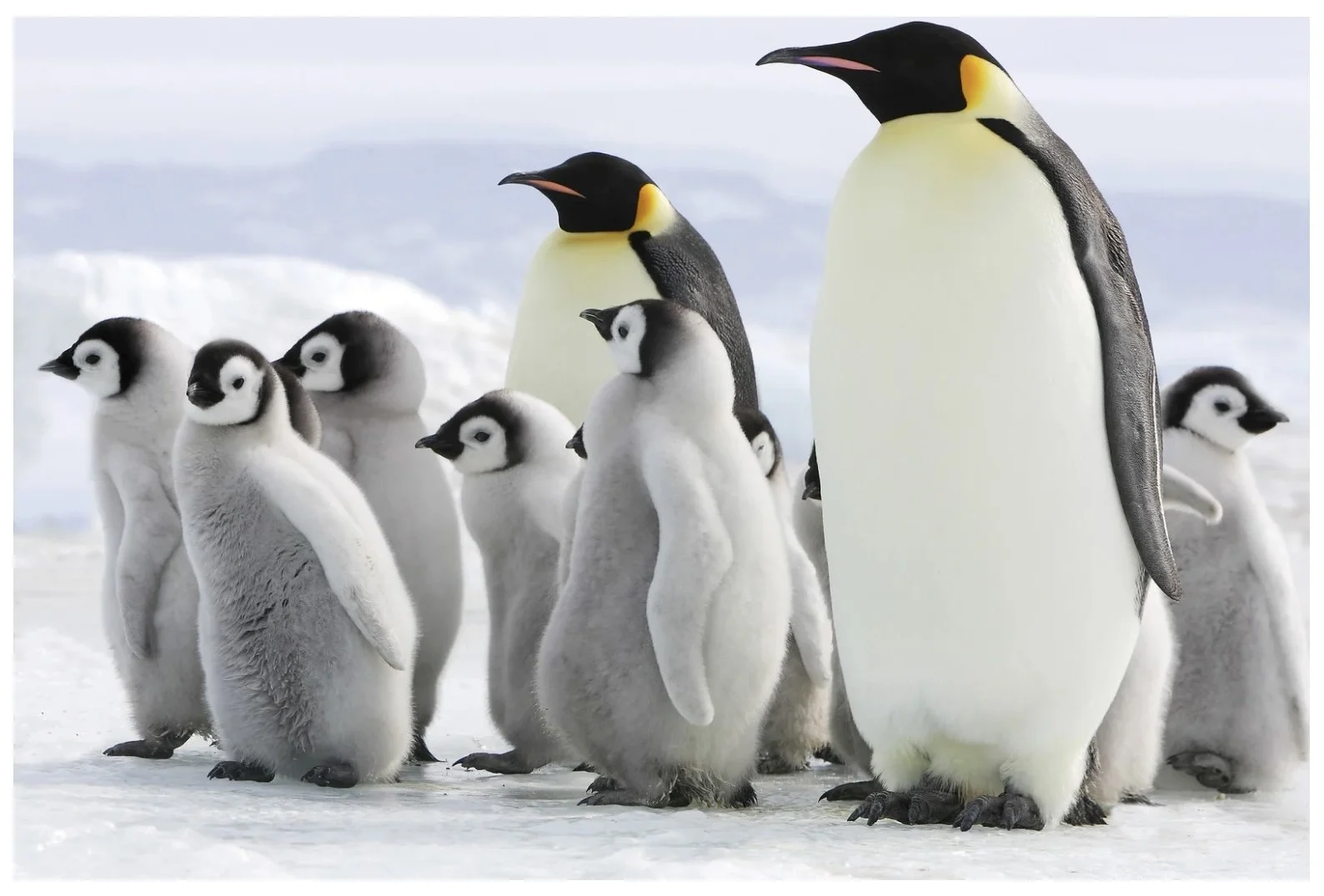 Emperor penguins with cute baby chicks.