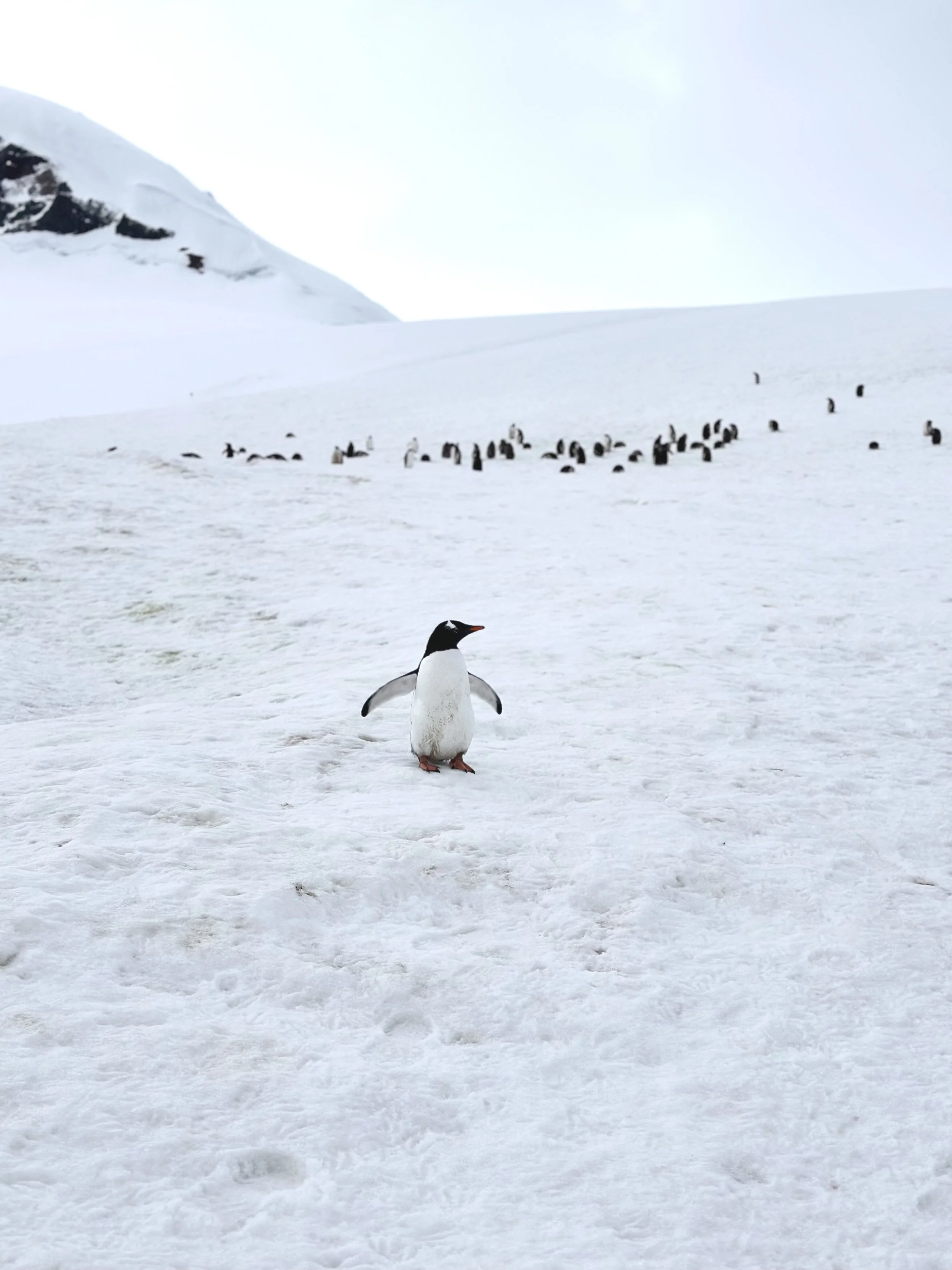 Gentoo penguin standing in foreground with large breeding colony in the background on rocky Antarctic coast.