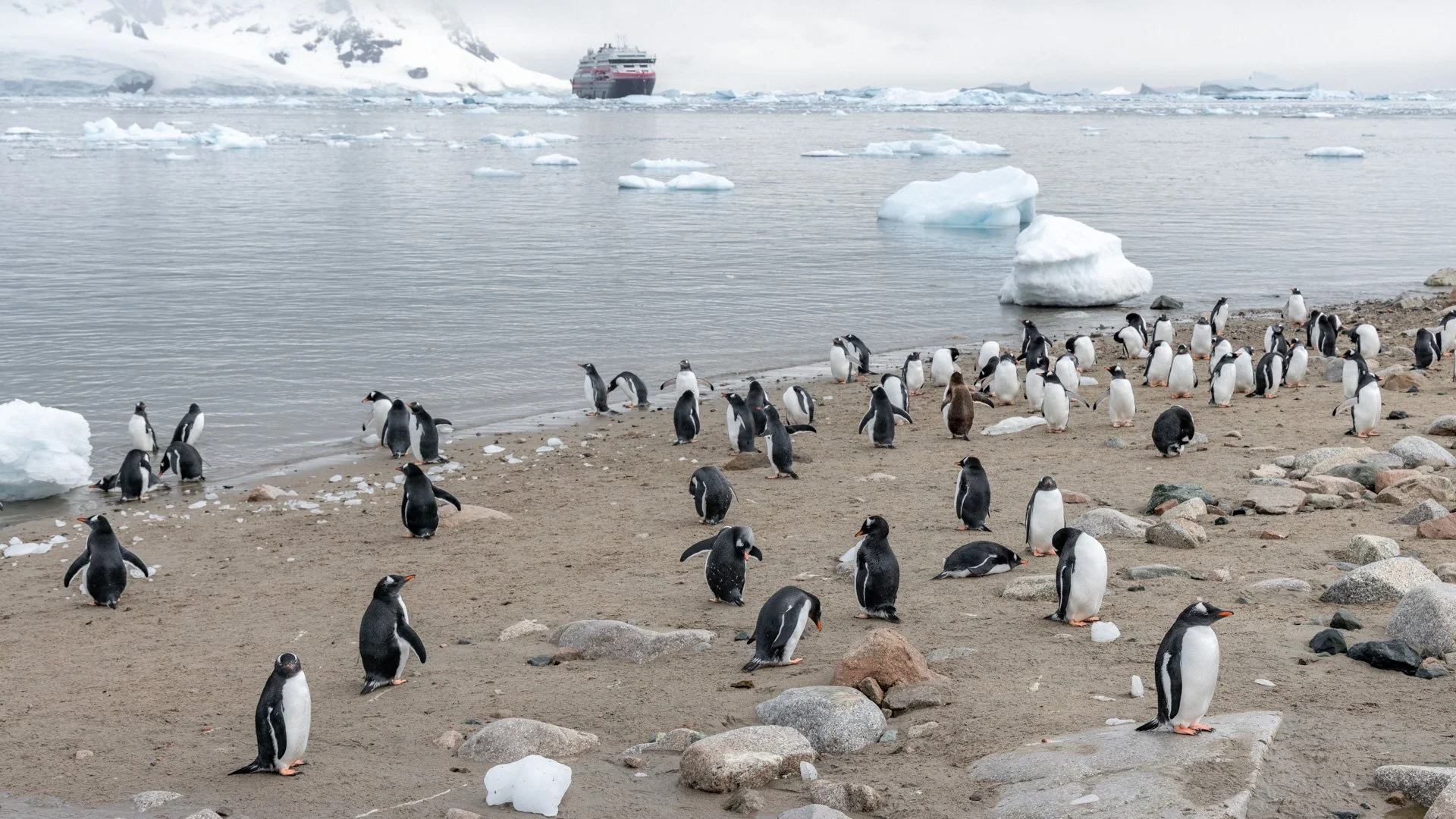 A busy Gentoo colony on the Antarctic Peninsula during the summer breeding season.