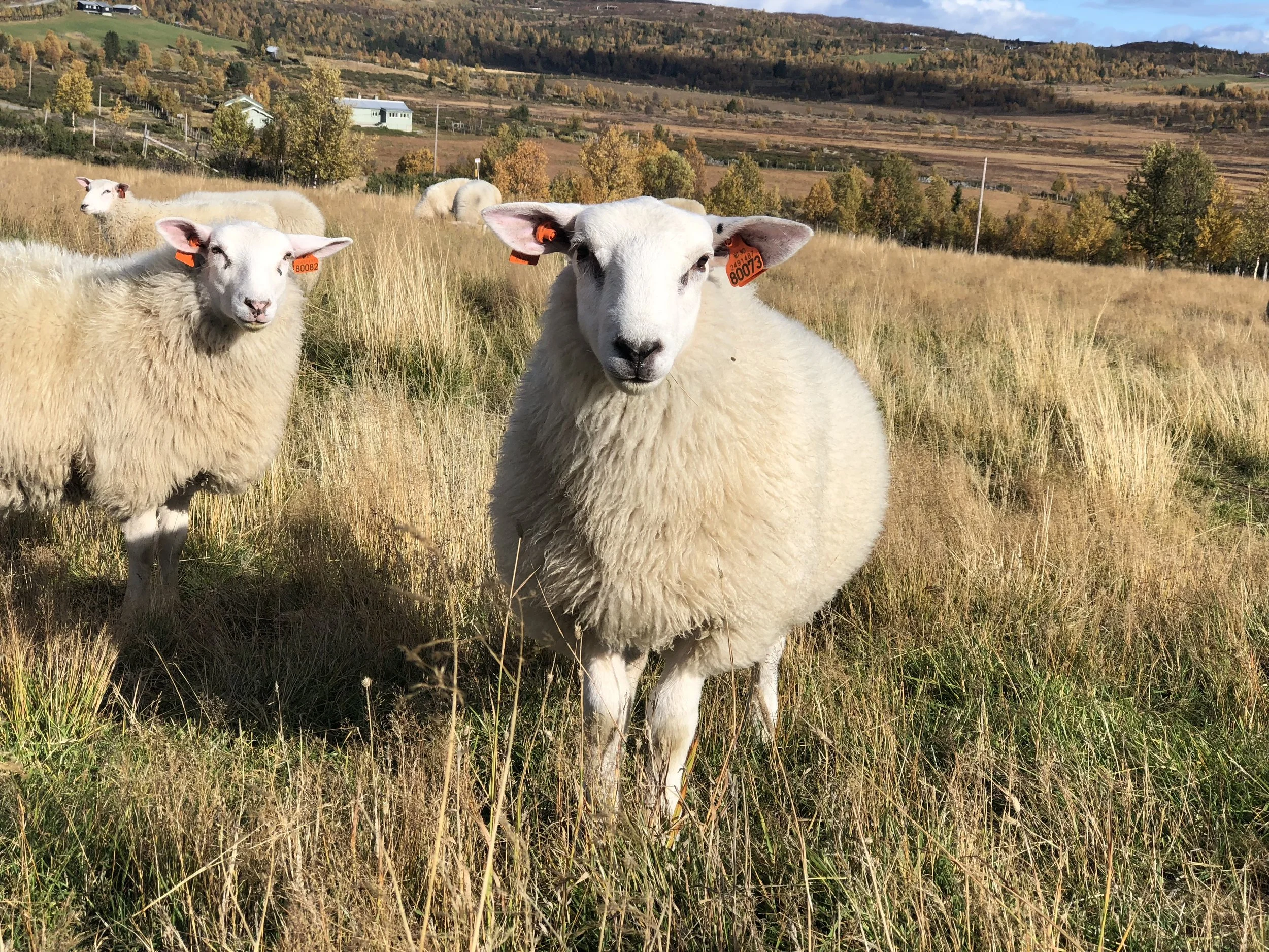 A flock of sheep grazing in the mountains of Valdres, Norway.