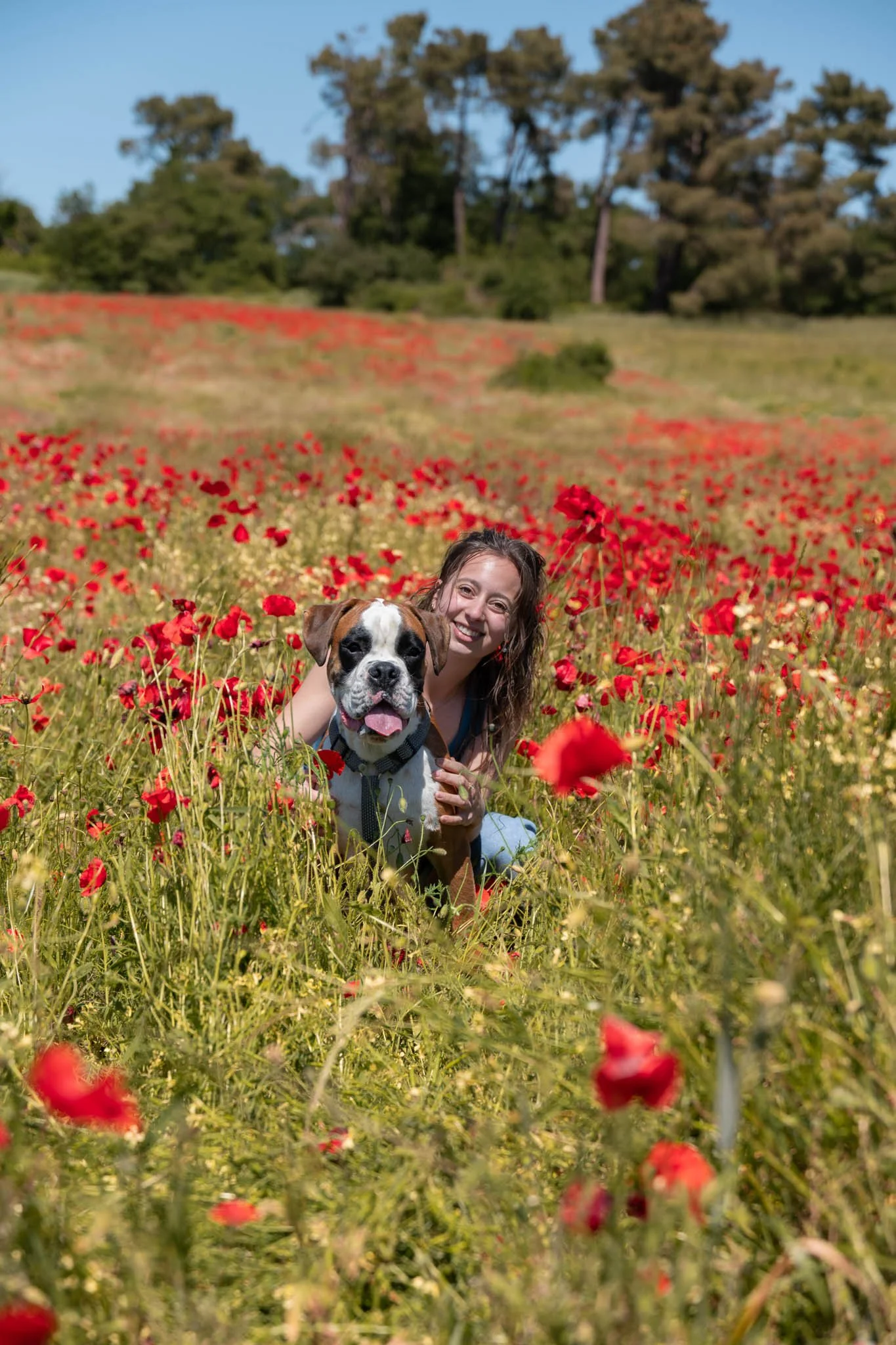 Chien dans les coquelicots Drôme séance photo — Pupille Photographie