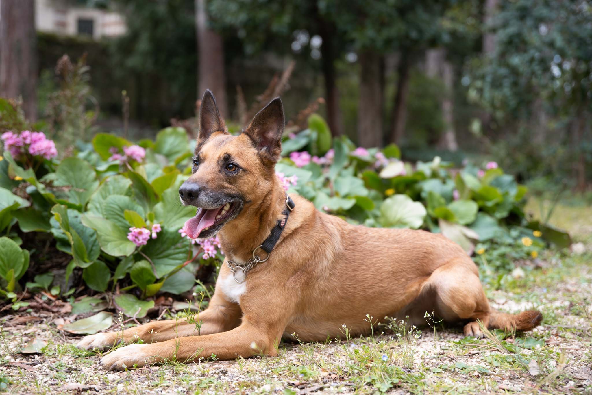 Séance photo chien Valence Drôme