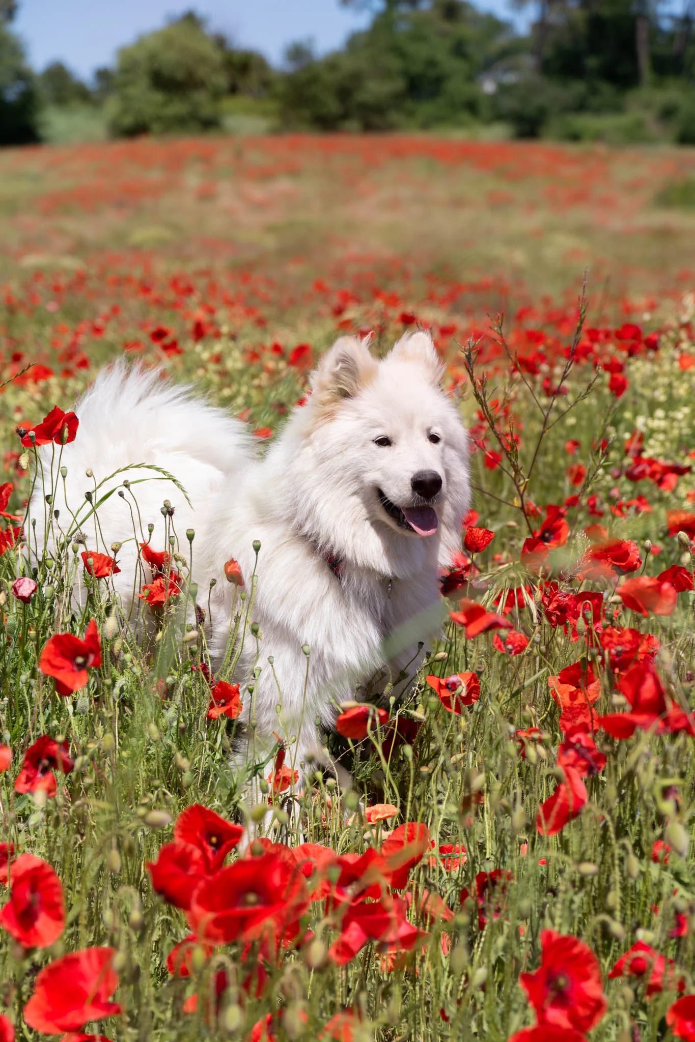 photo-chien-coquelicots-drome-1.JPG