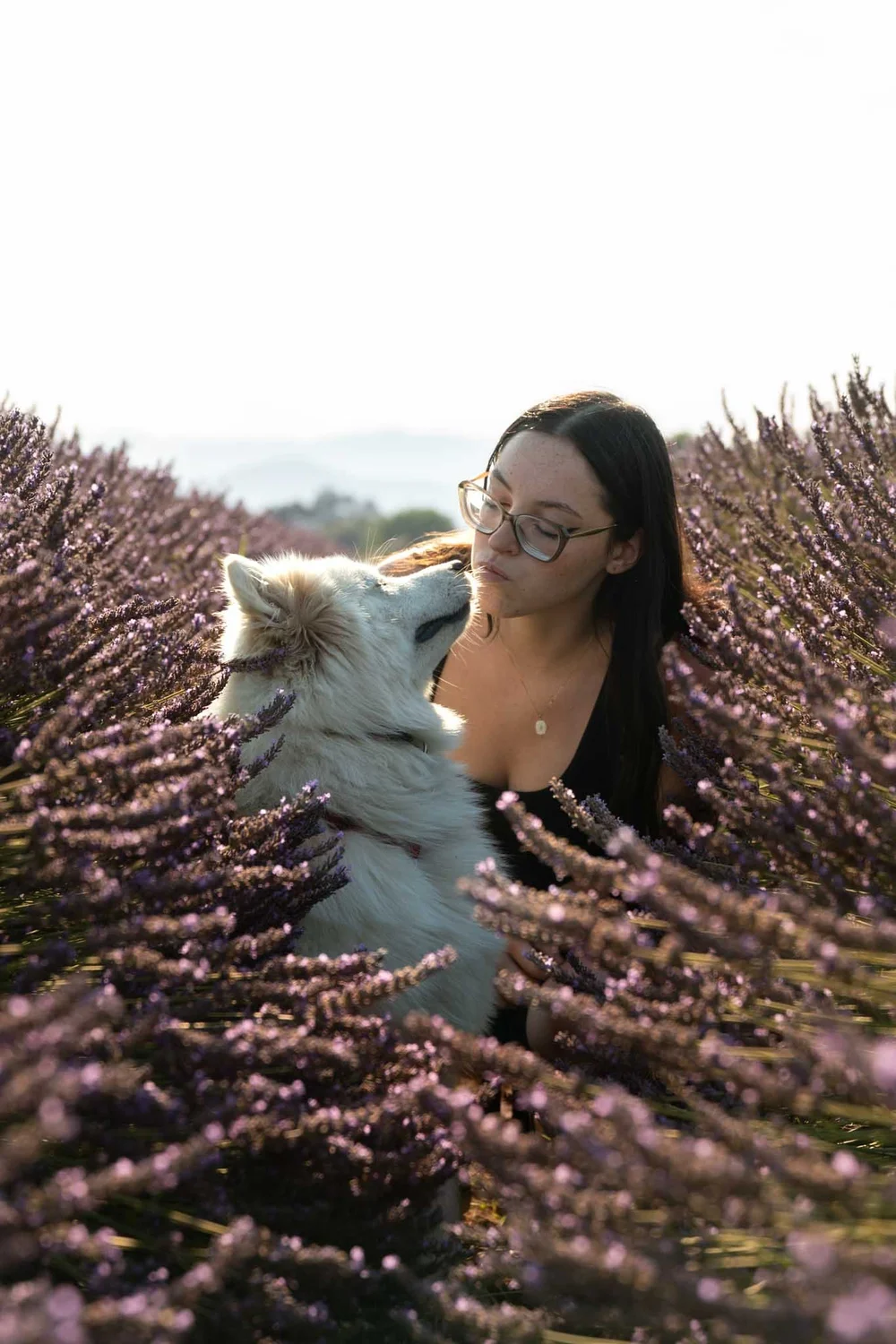Séance photo chien dans les lavandes en Drôme