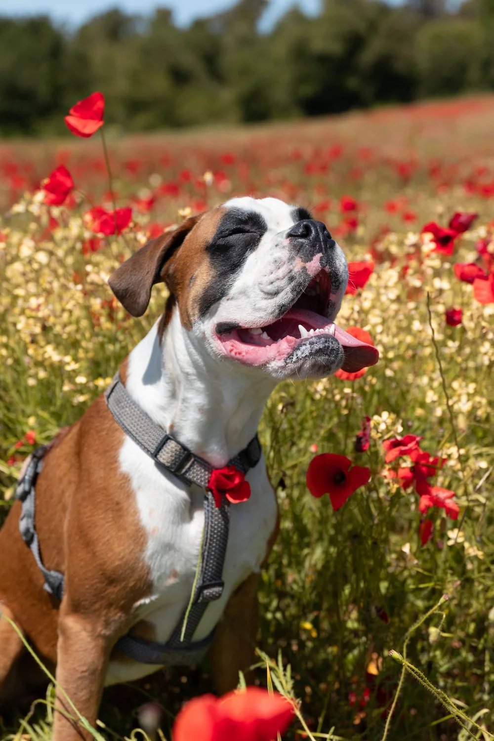 Photo chien coquelicots Drôme printemps — Pupille Photographie