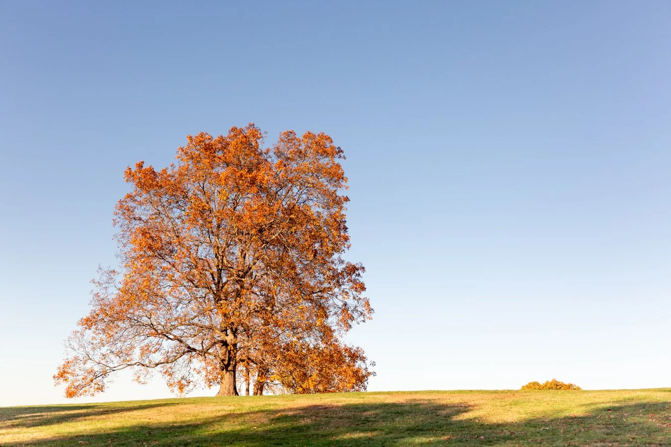 golden fall leaves at Larz Anderson Park in Brookline, photographed by a boutique family photographer.