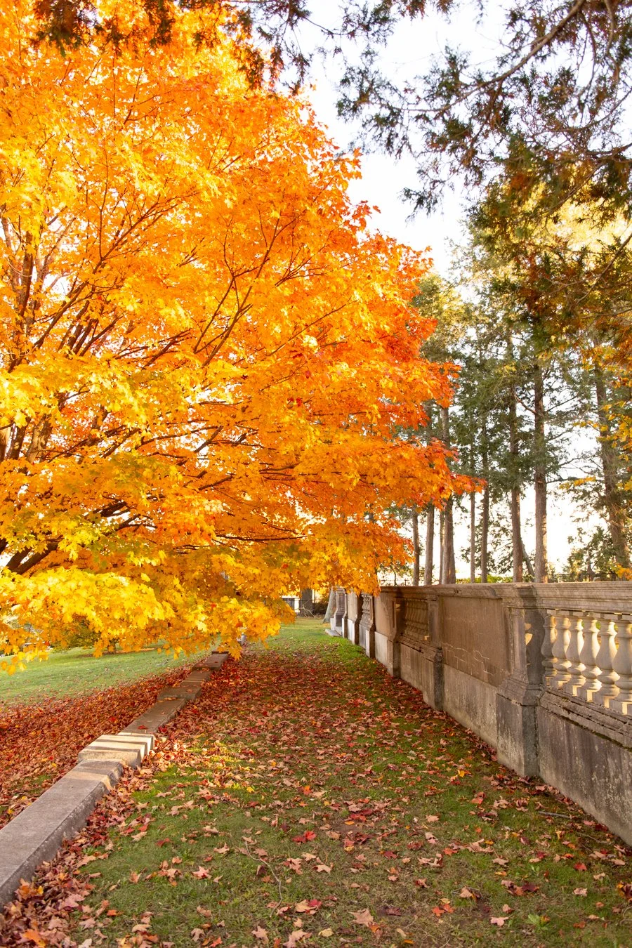 Candid moments from a fall foliage walk by a Brookline family photographer offering elevated, boutique sessions.