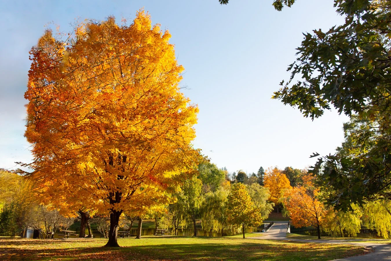 Warm, elevated family photo location in autumn foliage at Larz Anderson Park, Brookline