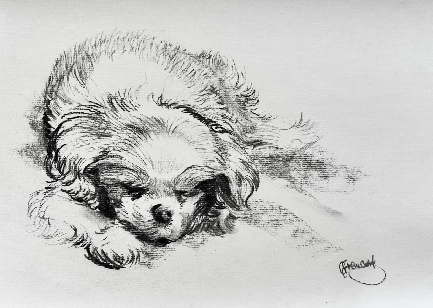 CavalierKingCharles.jpg