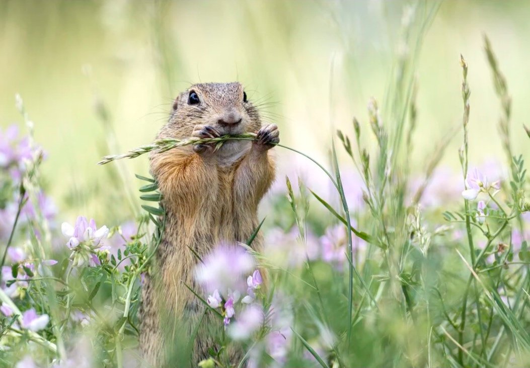 Wildlife