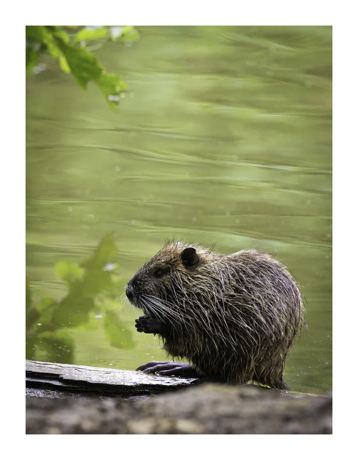 DSCF1180-RAF-DxO_DeepPRIME XD2-Bearbeitet.jpg