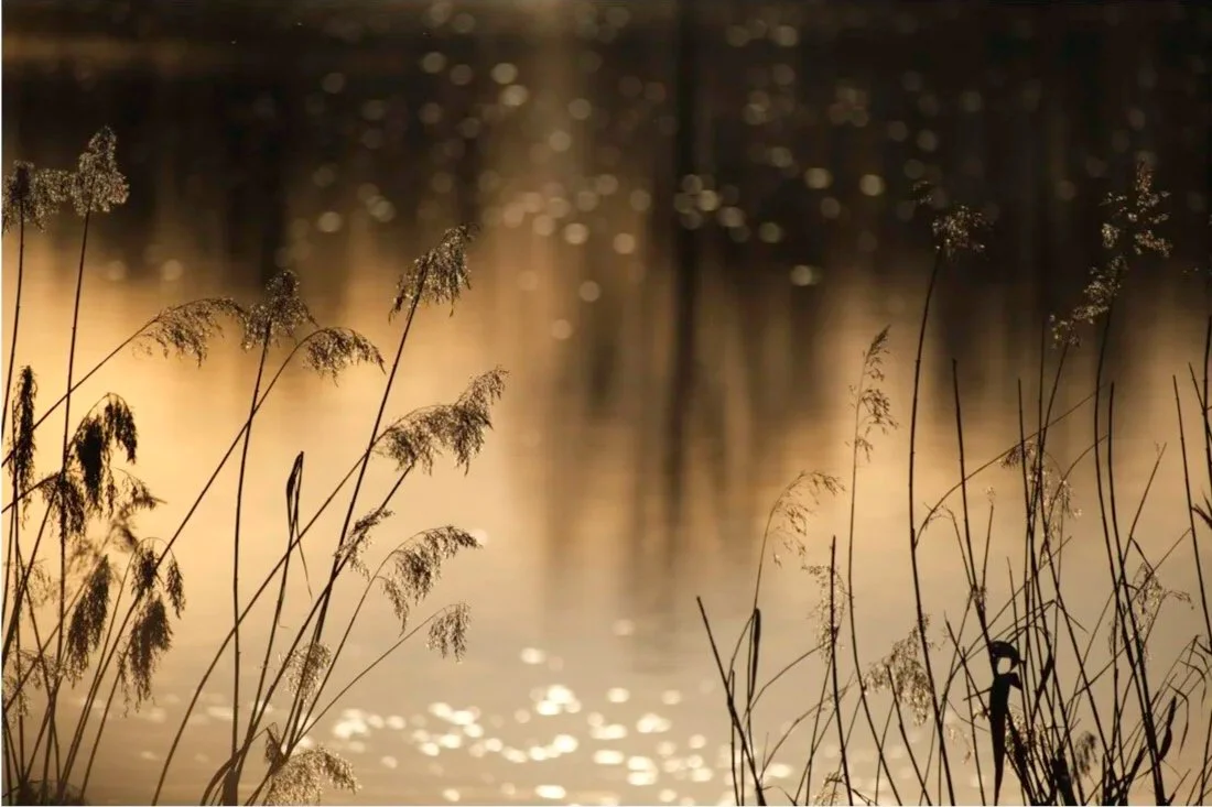 Intimate Landscape
