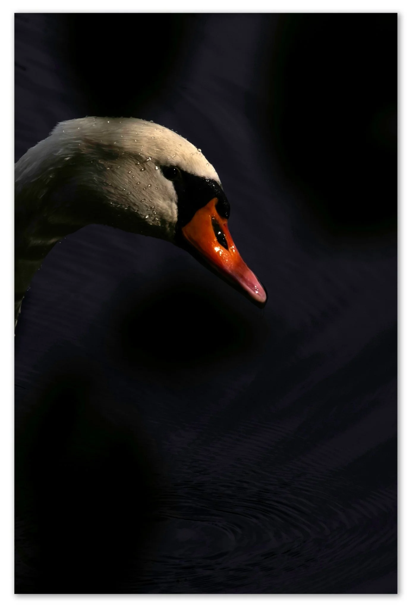 DSCF2565.jpg