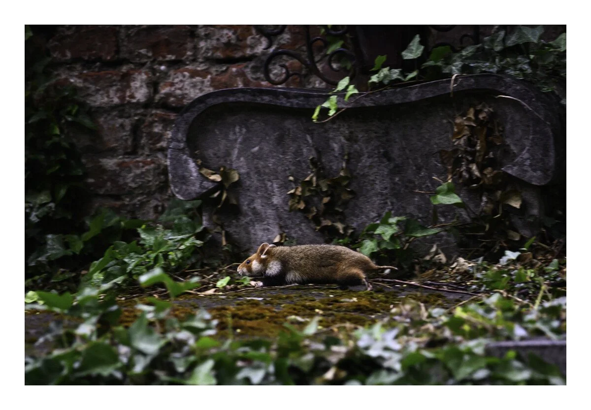 DSC_2874.jpg