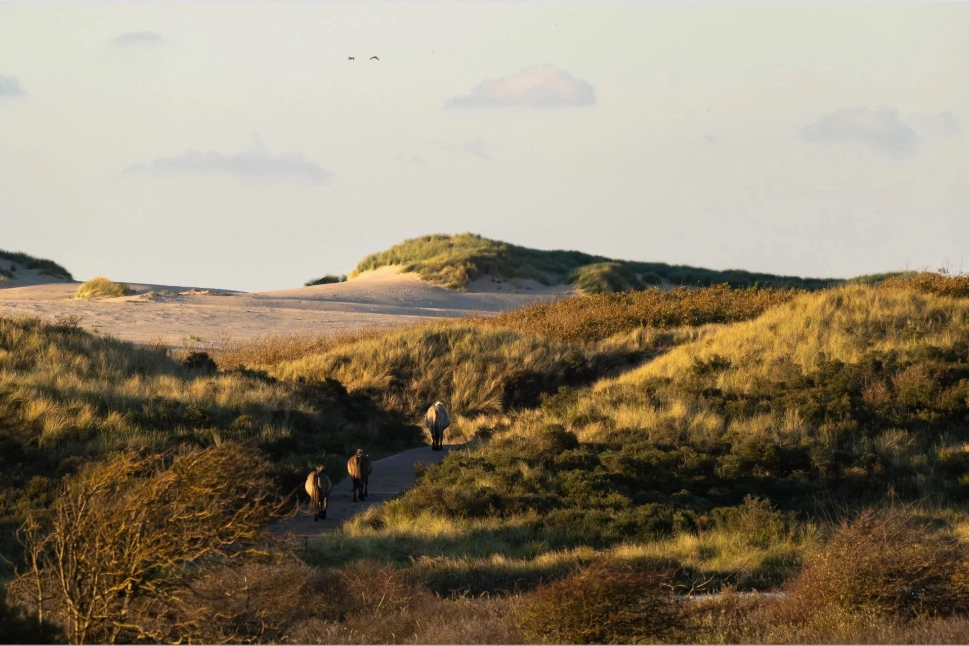 Holland