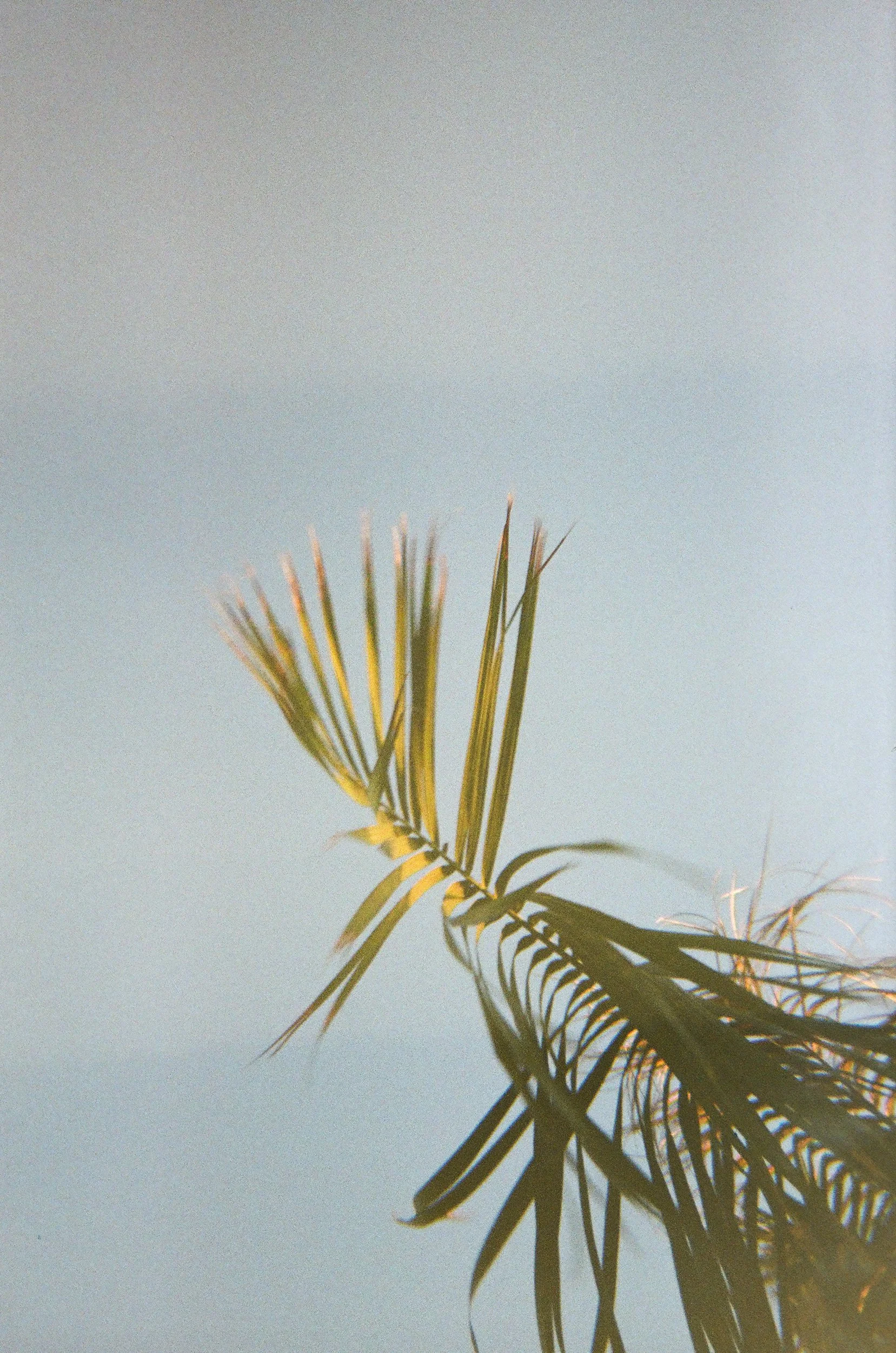 FILM-3.jpg