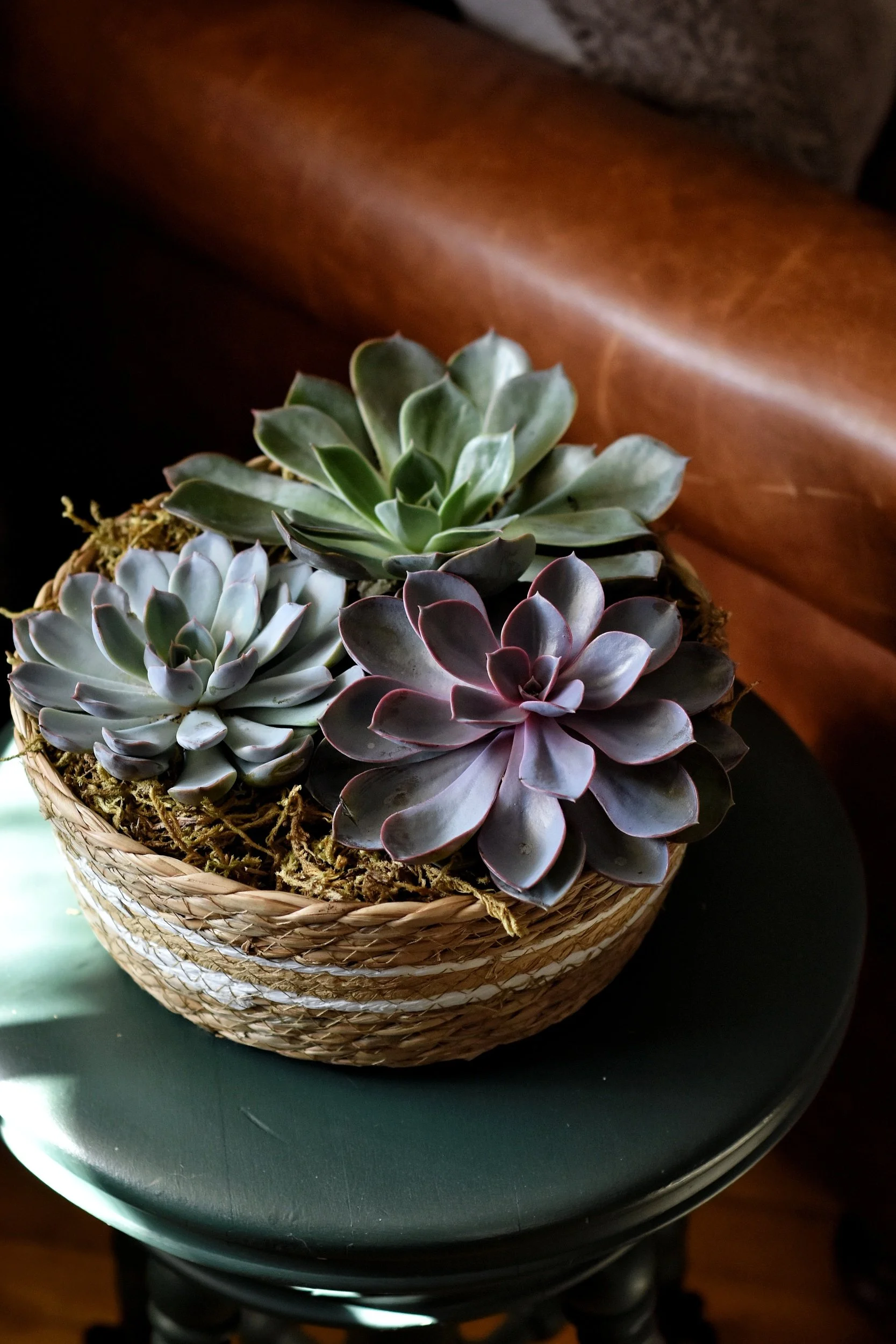 Private Succulent Planter Workshop