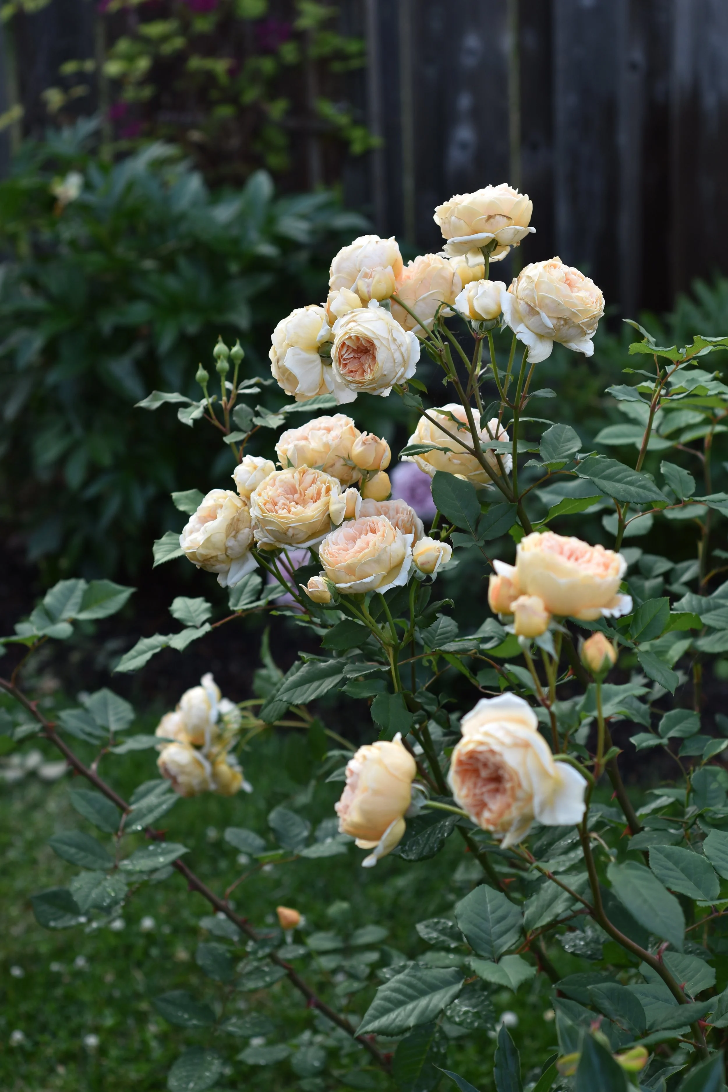 DSC_0954.jpg