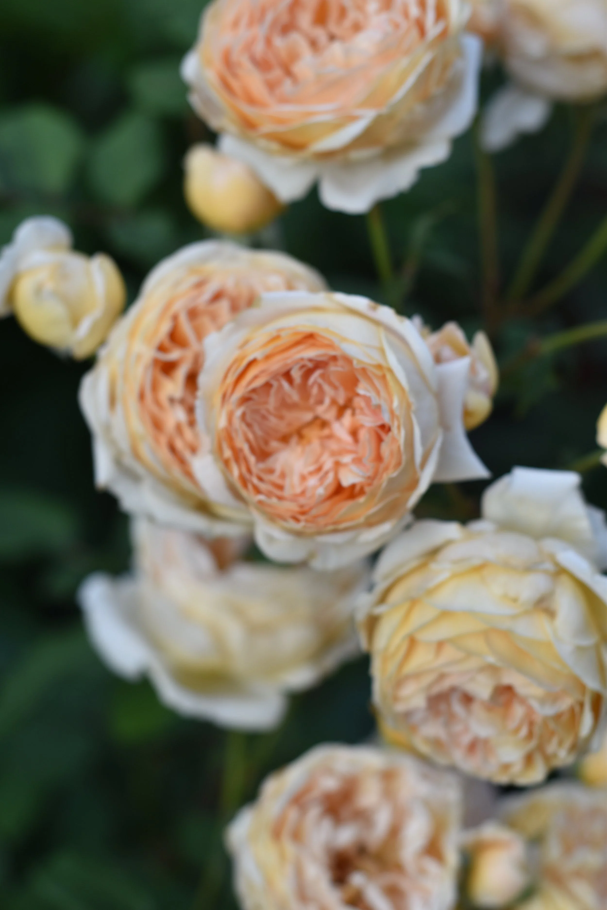 DSC_0973 1.jpg (Copy)