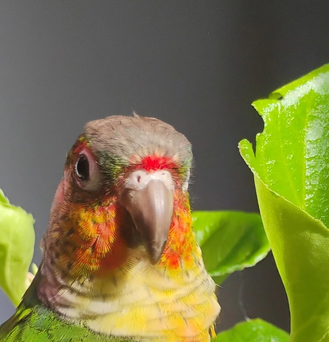 Individual Case Report