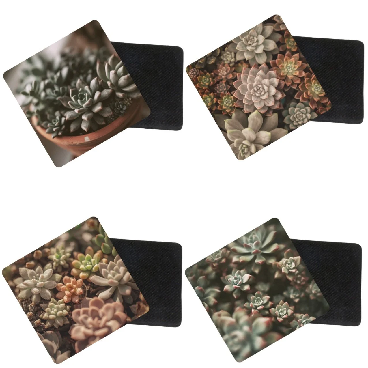 Succulent Plant Coasters – Set of 4 | Botanical Drink Coasters