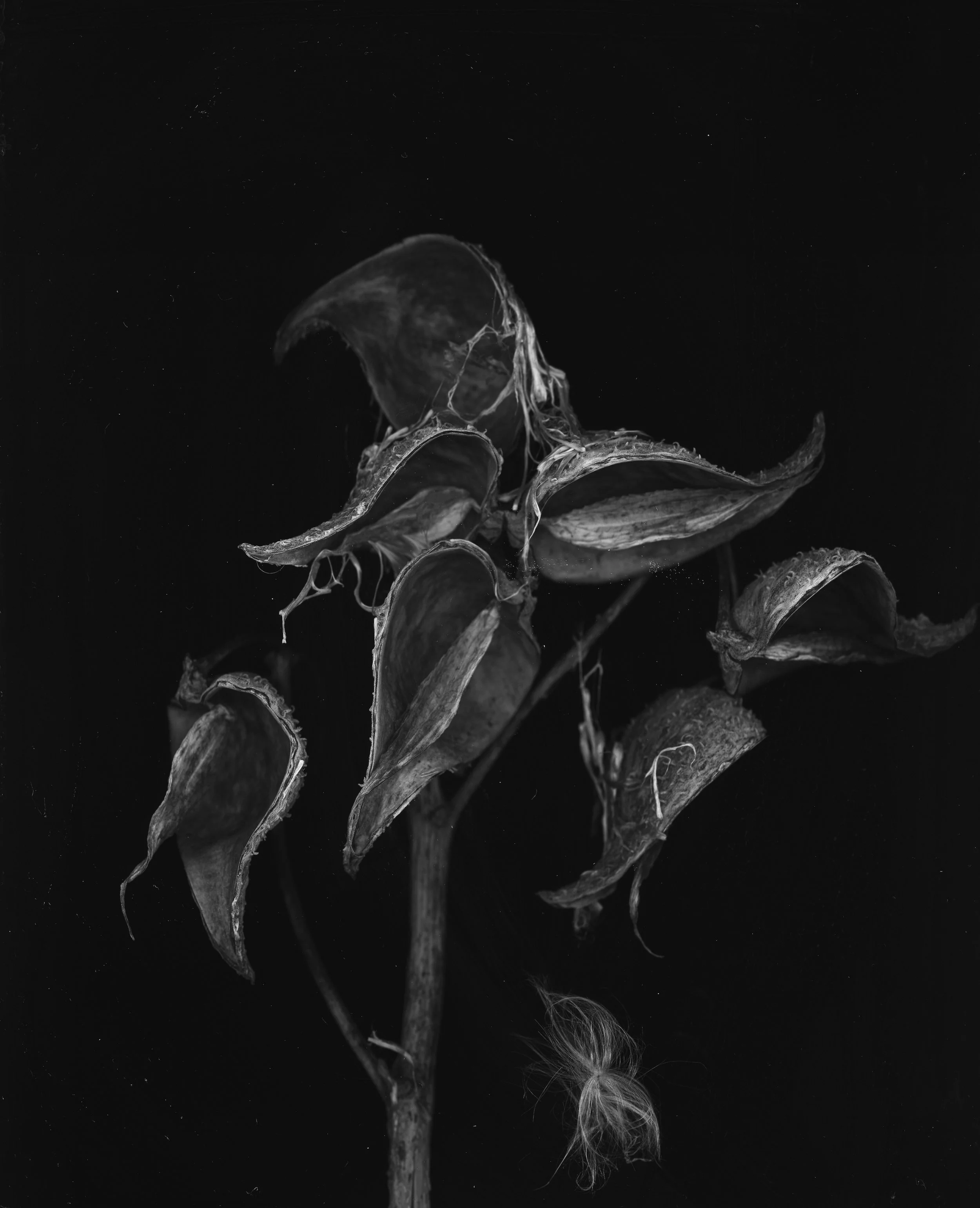 Milkweed005.JPG