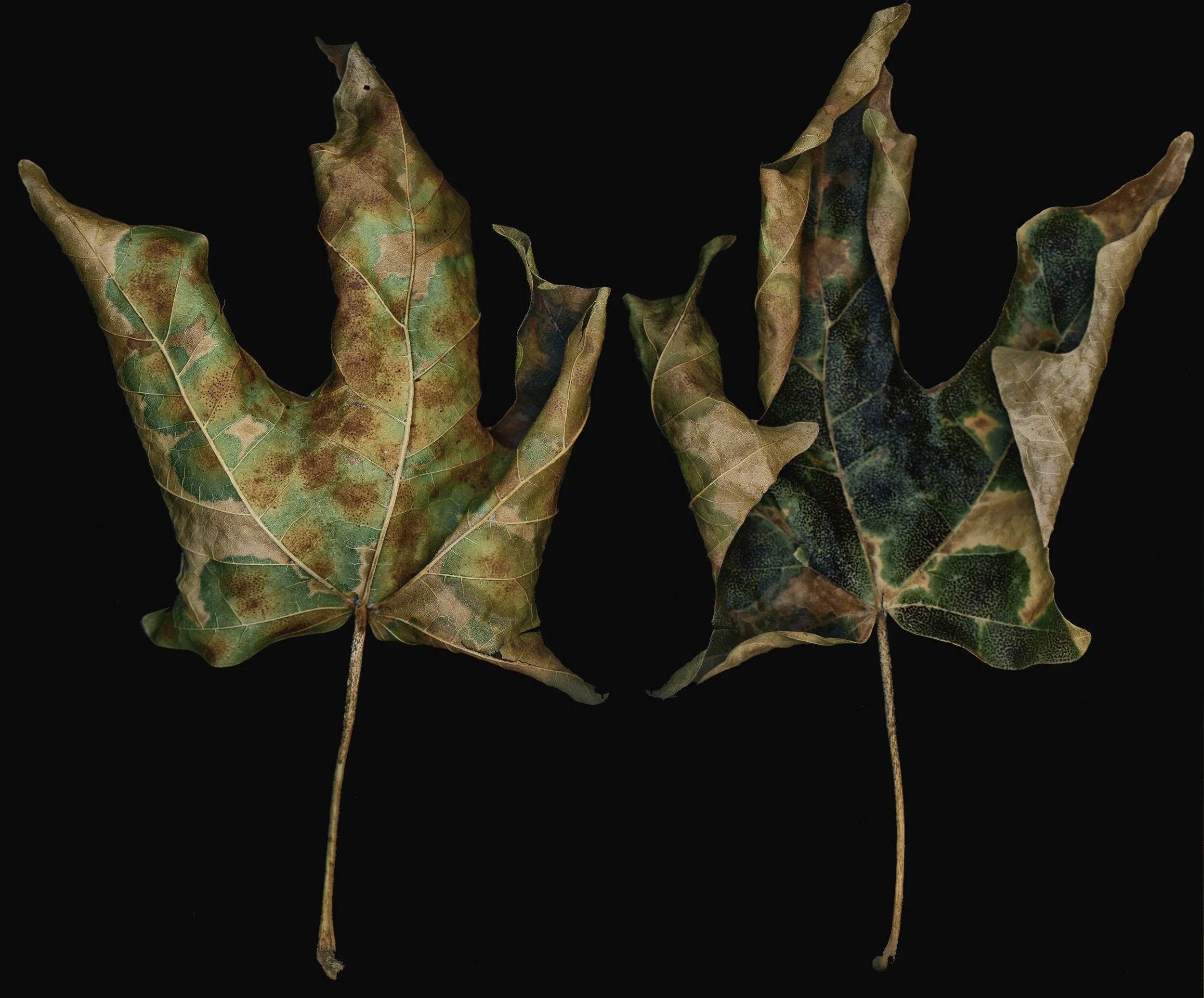 winter _2014 260b.JPG