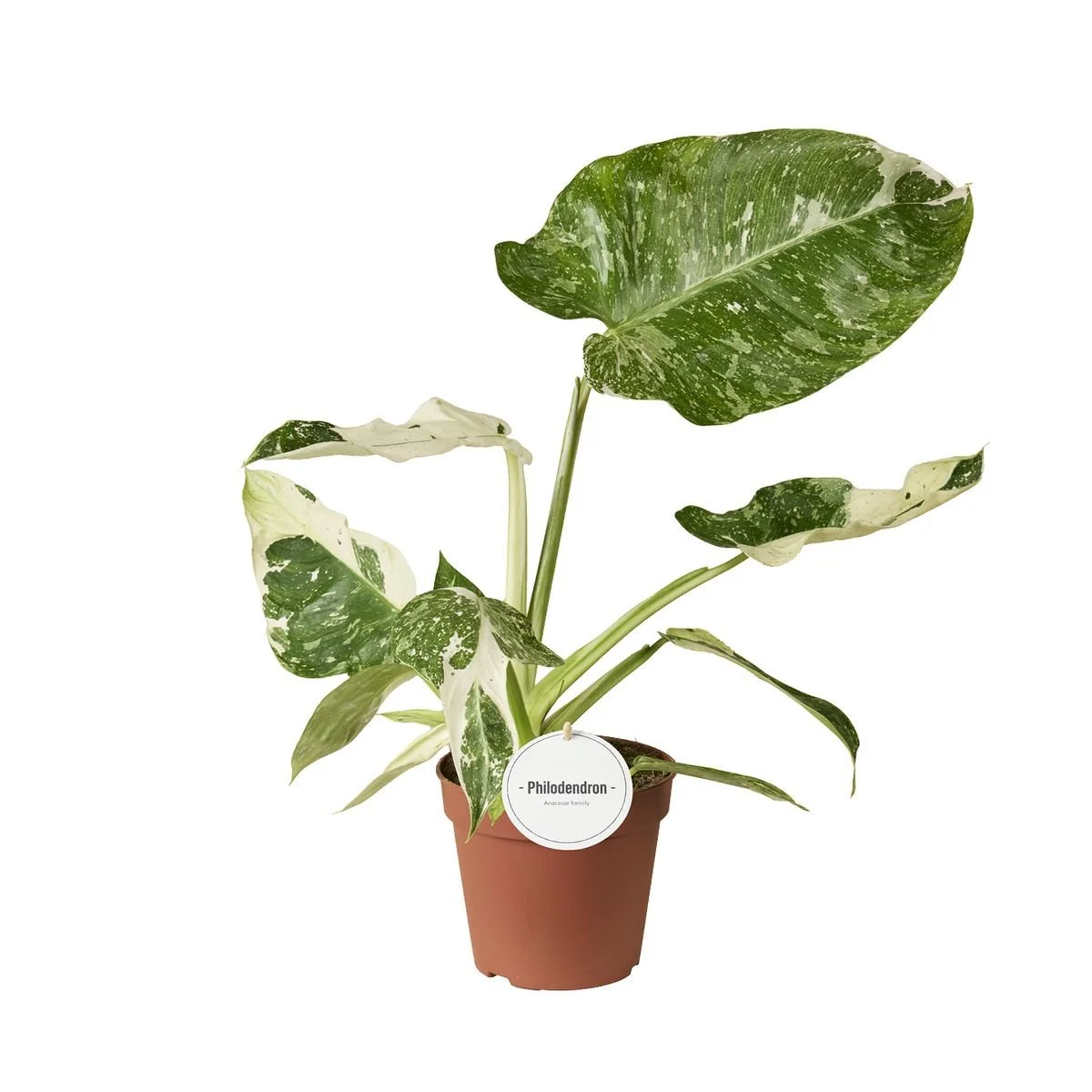 Philodendron 'Jose Buono' 12cm.jpg