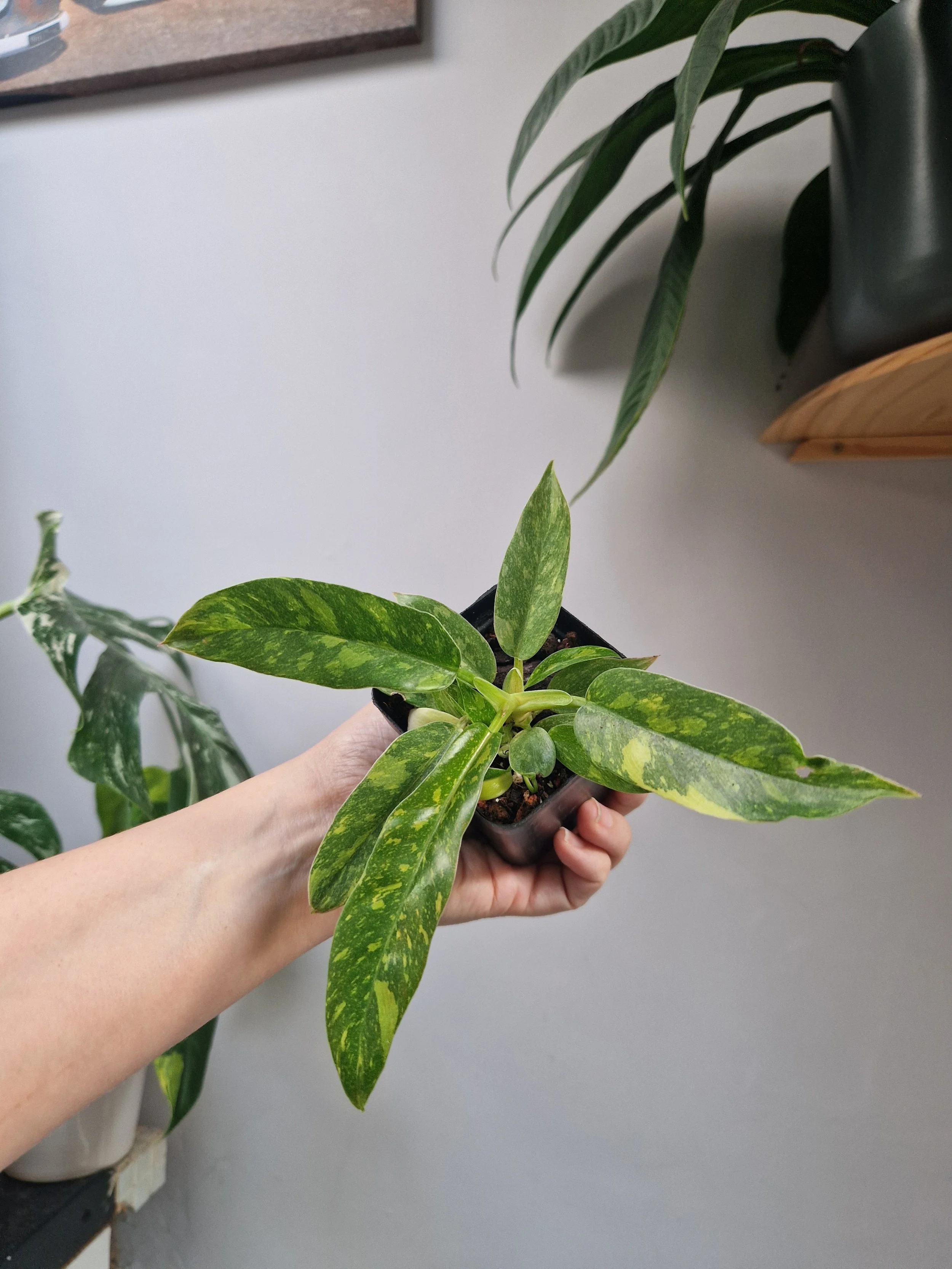 Philodendron 'Ring of Fire'