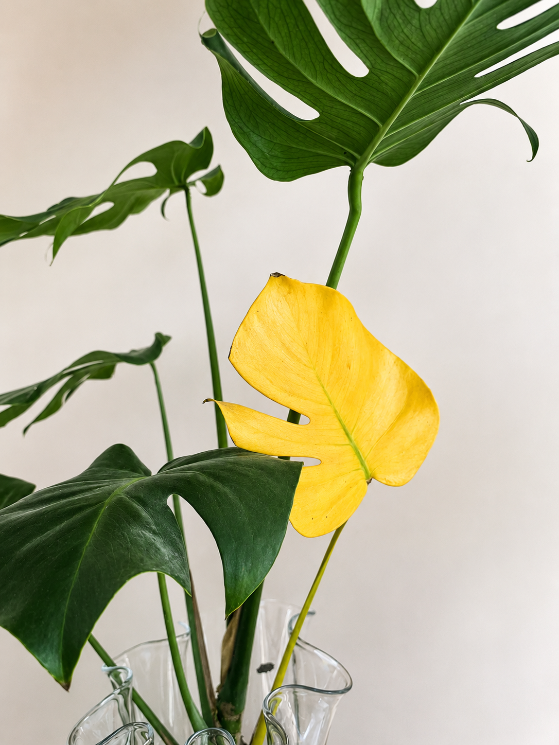 Why Your Monstera is Turning Yellow (And It’s Not Why You Think)