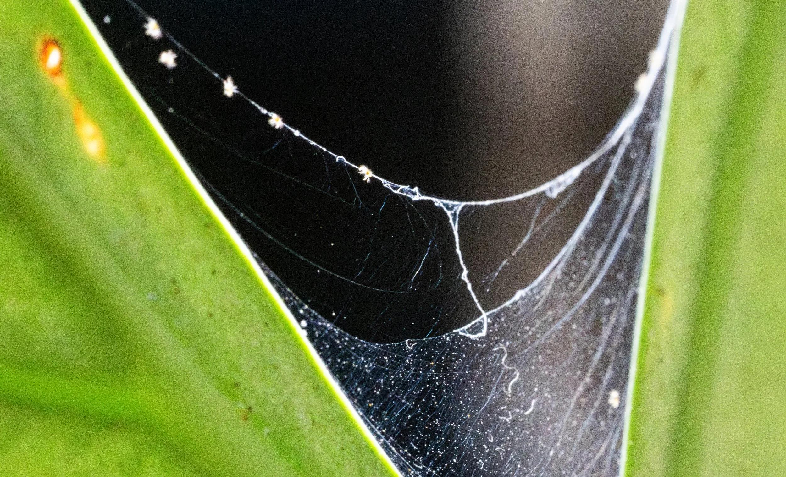 The Uninvited Guests: How to Deal with Aroid Pests Without Burning Your House Down