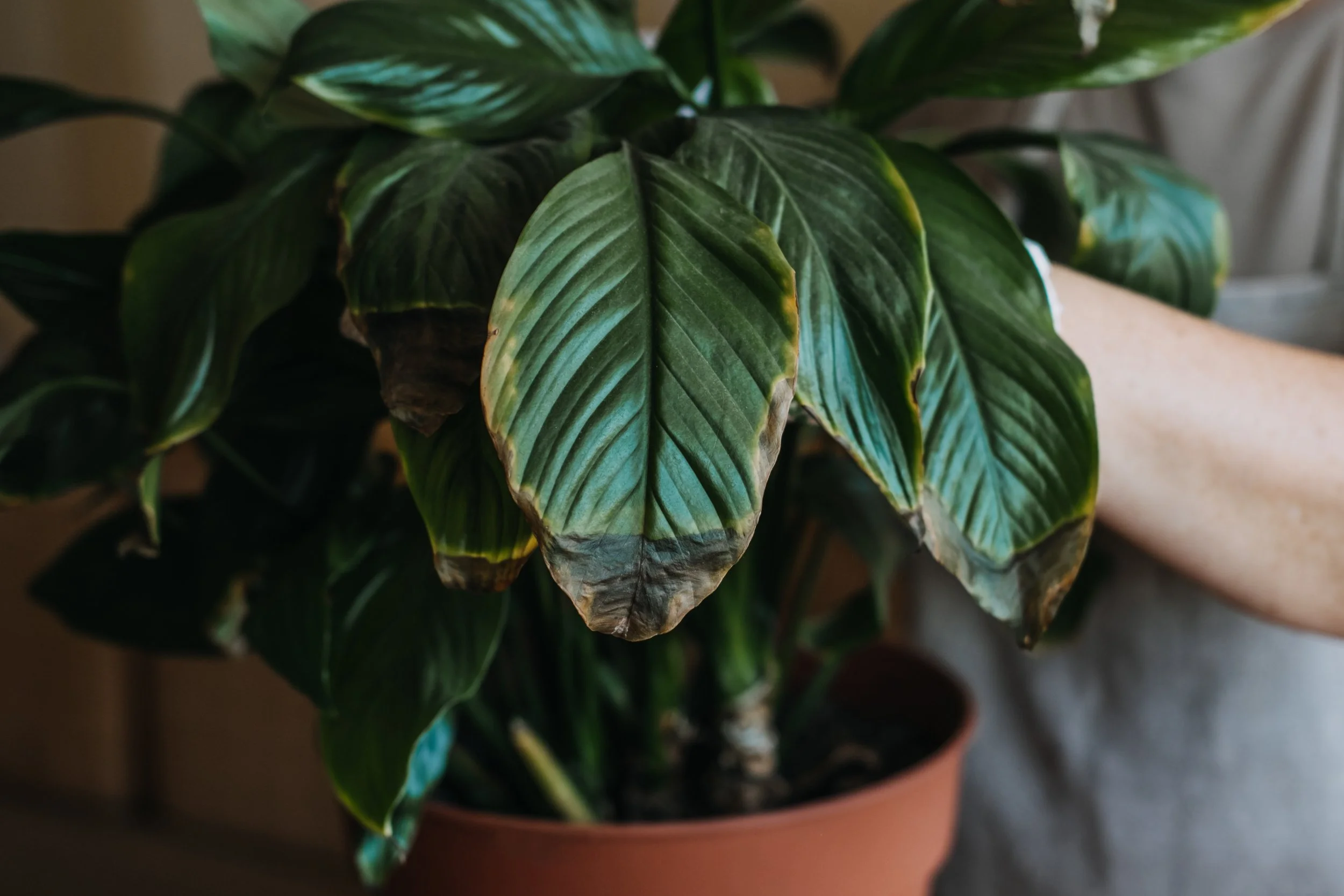 The Golden Rule of Aroid Watering: Why "Calendar Schedules" Are Killing Your Rare Monsteras