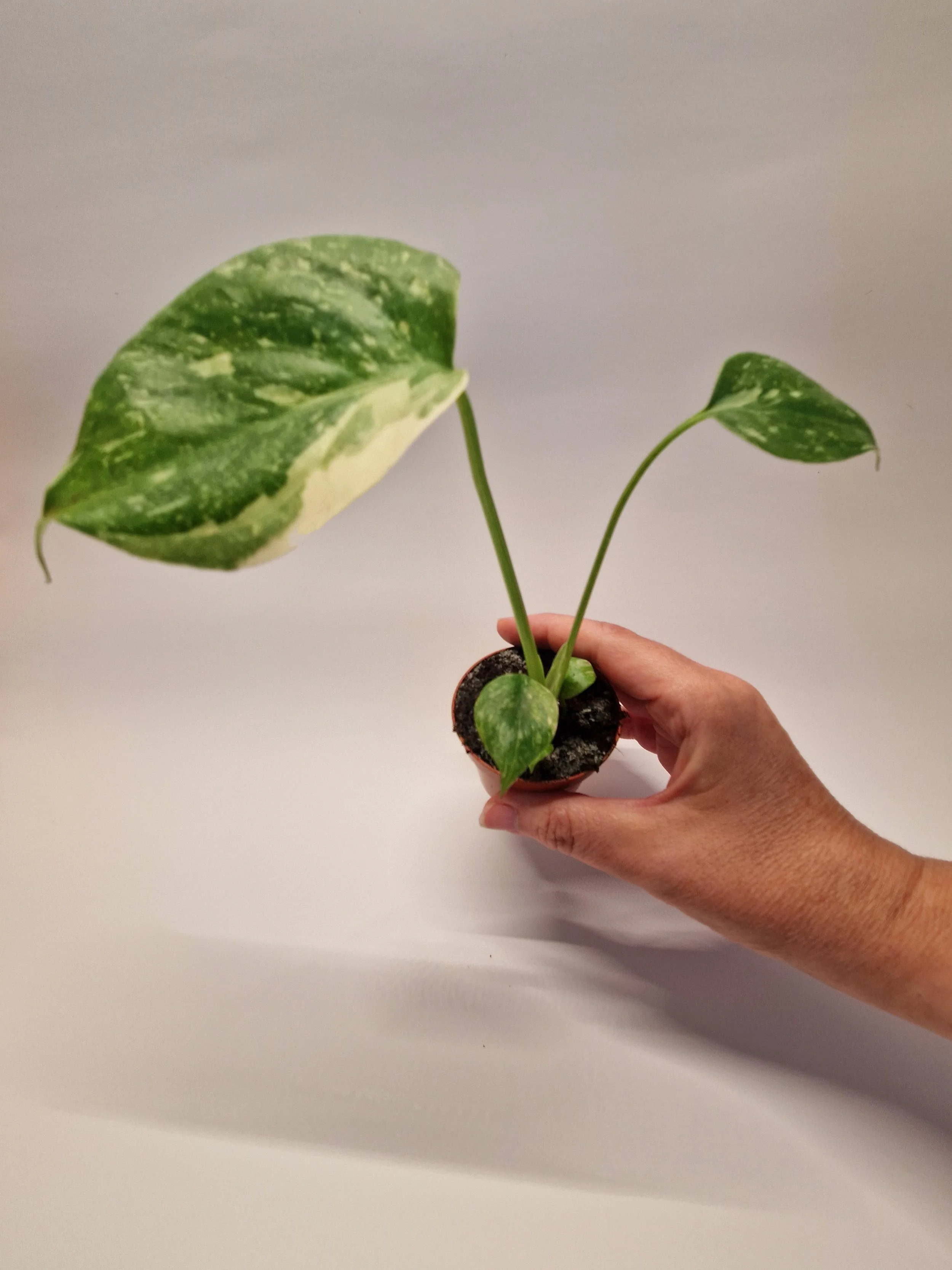 Monstera Thai Constellation