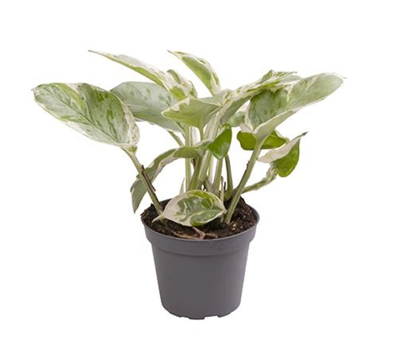 Epipremnum pinnatum N'JOY 6cm.jpg