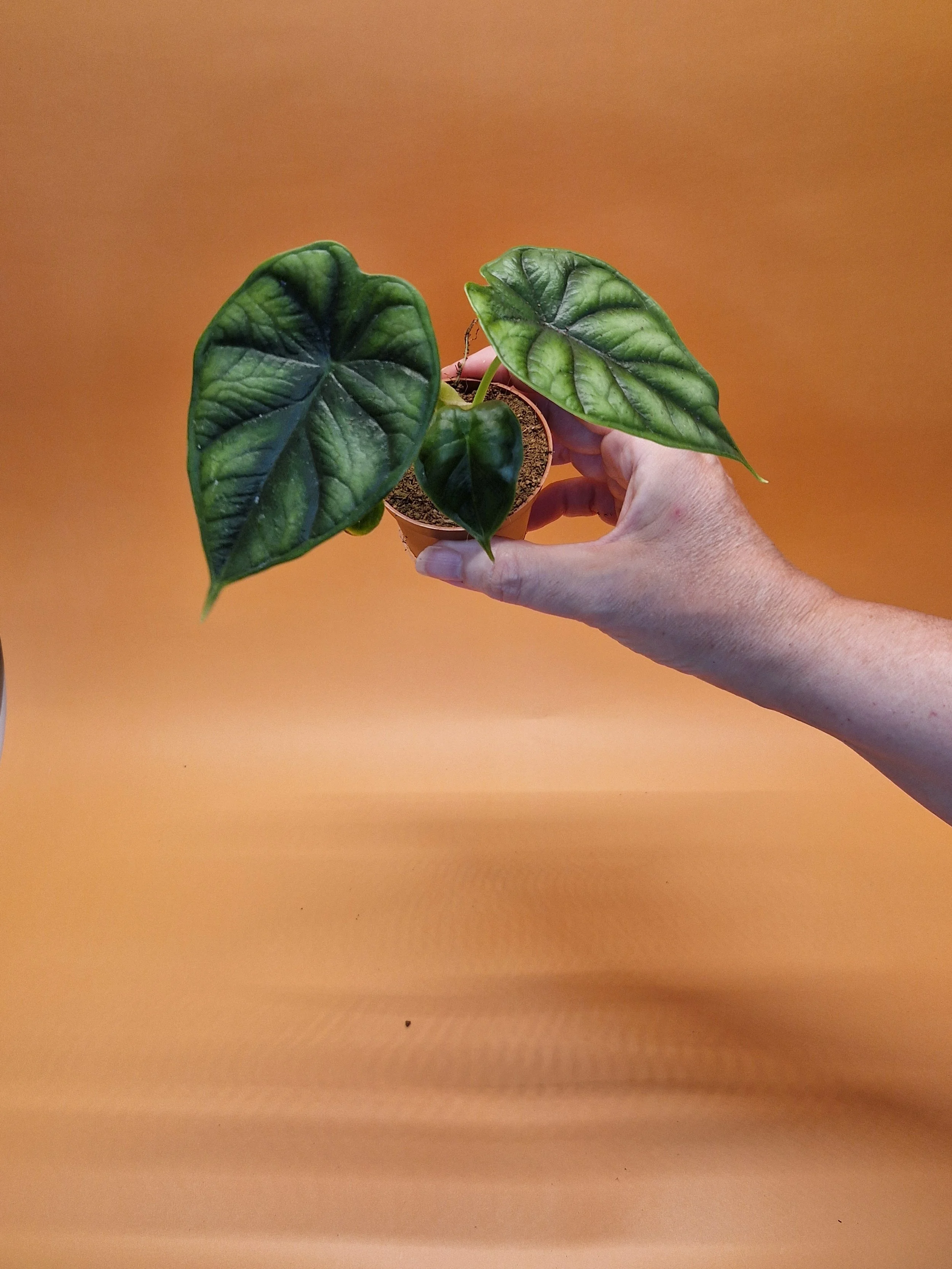 Alocasia 'Dragon Scale'