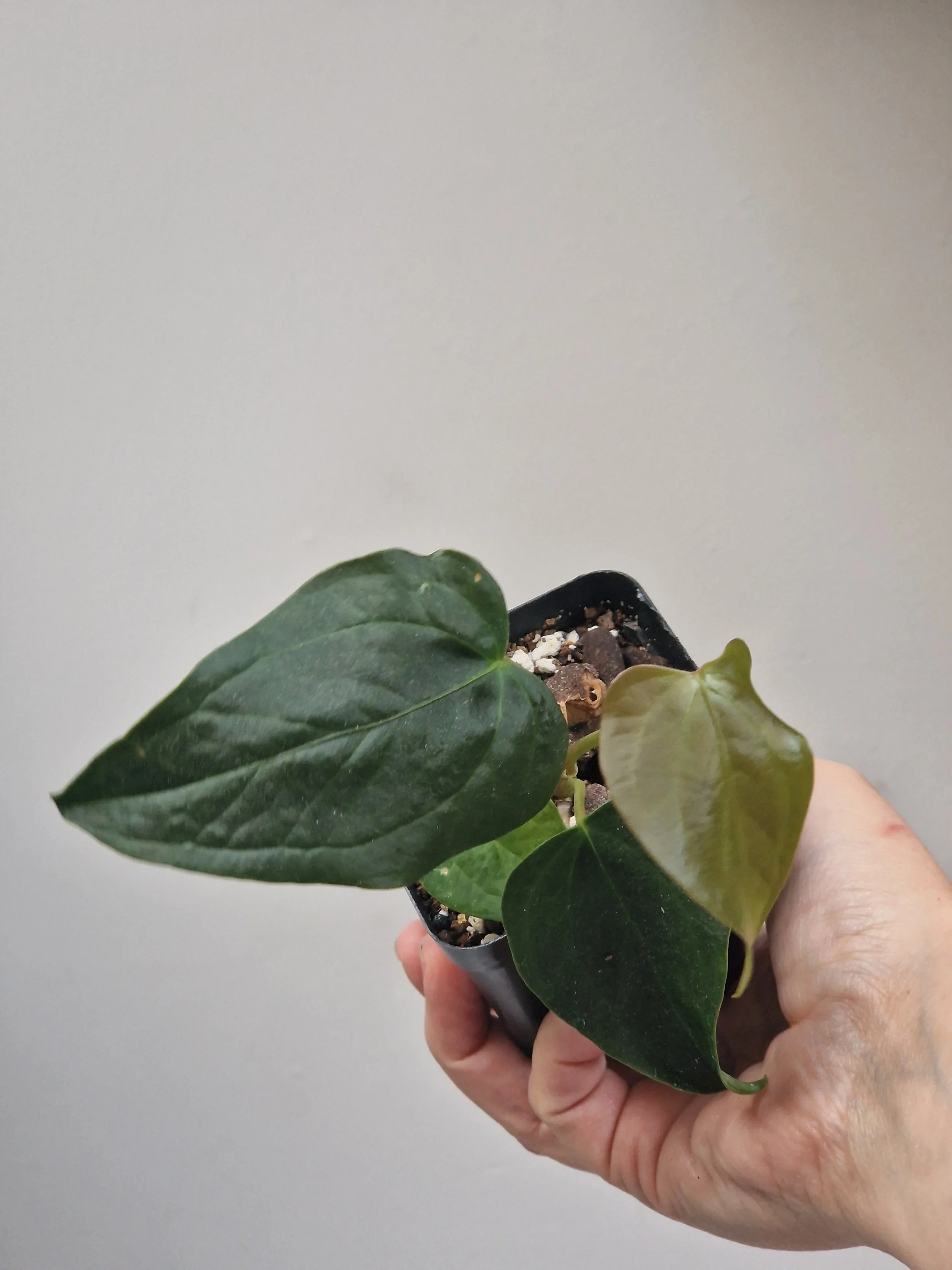 Anthurium queen of hearts