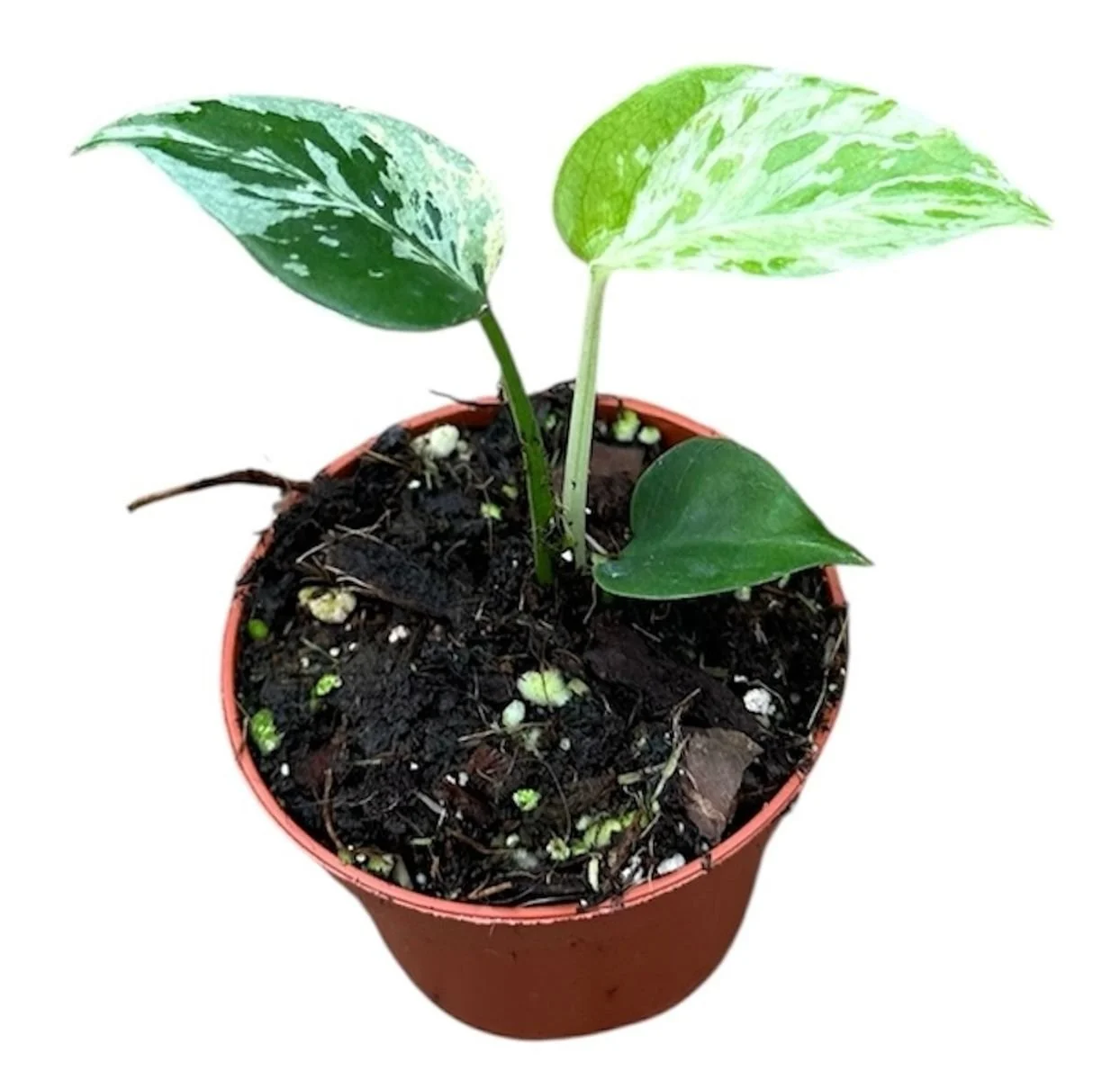 Monstera deliciosa 'Bulbasaur'.jpg