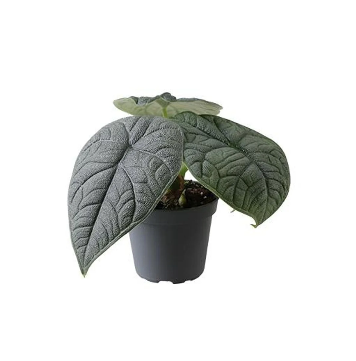 Alocasia melo 6cm.jpg