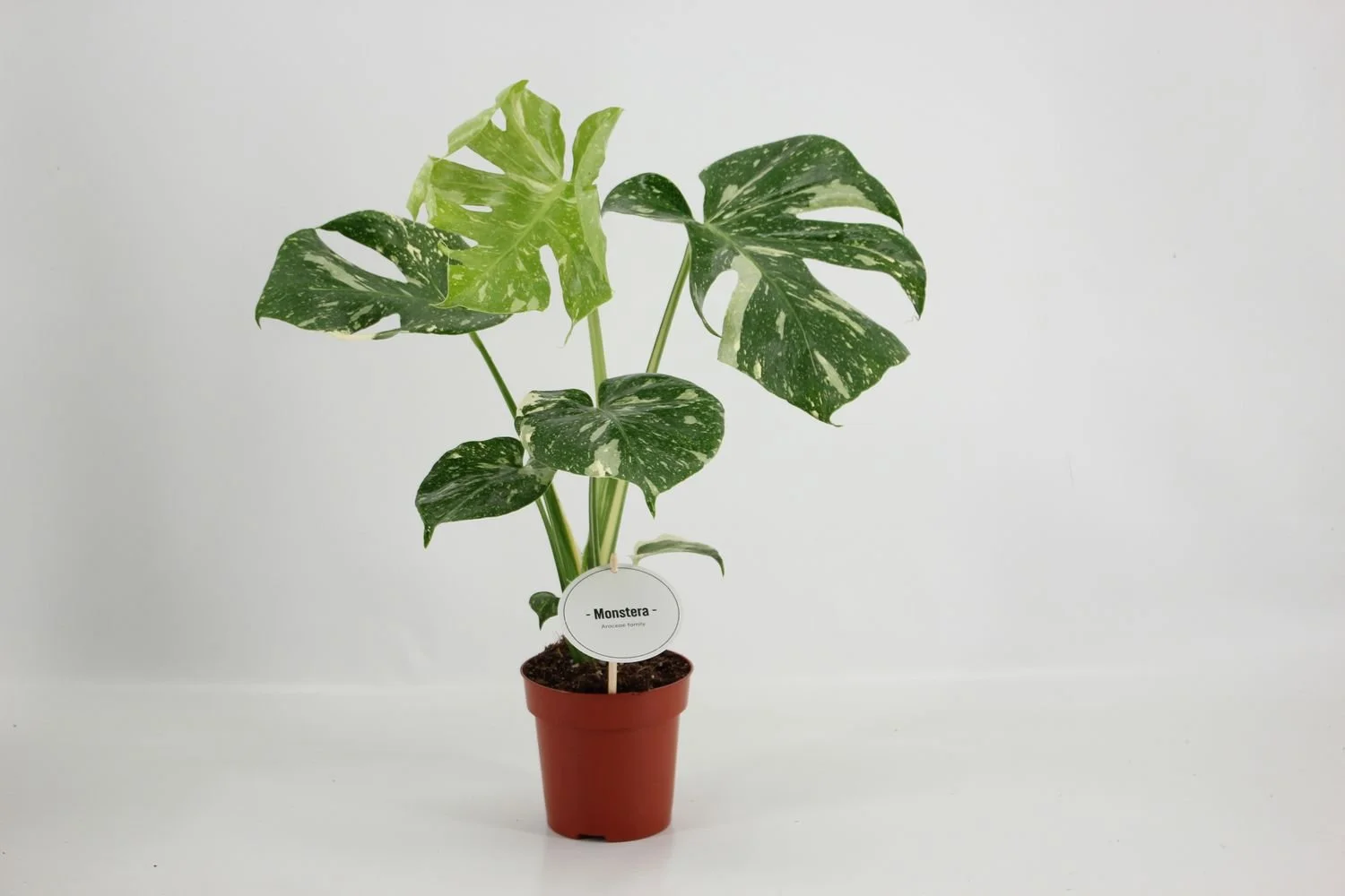 Monstera 'Thai Constellation 12cm.jpg