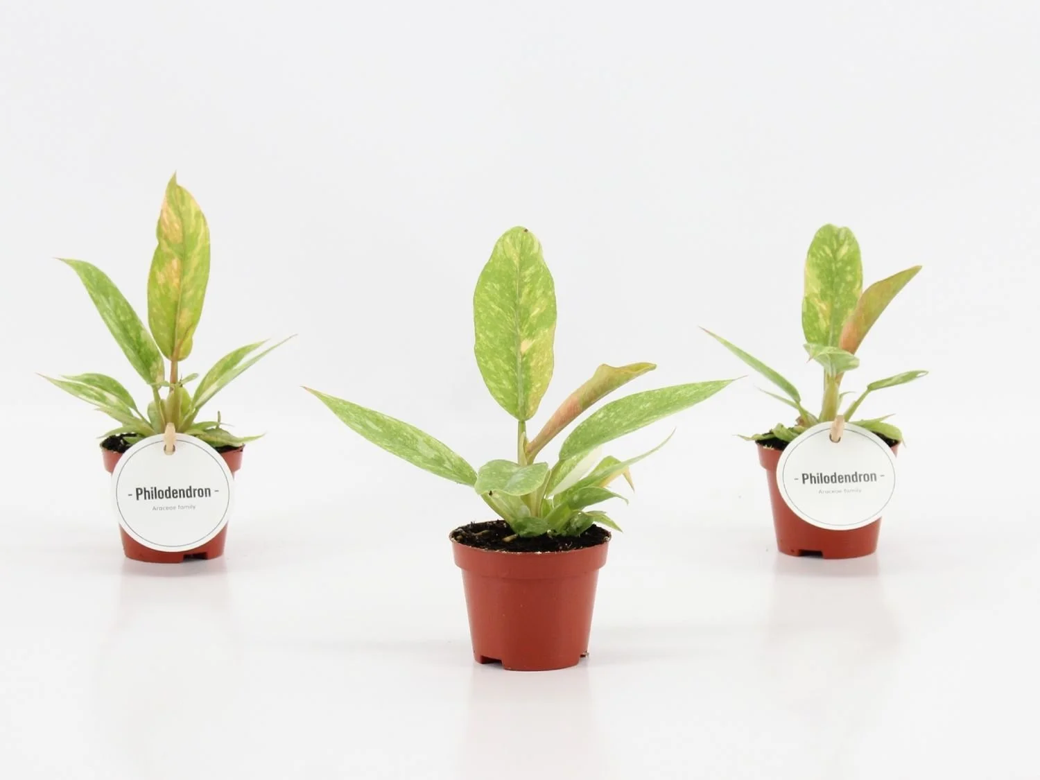 Philodendron 'Ring of Fire'