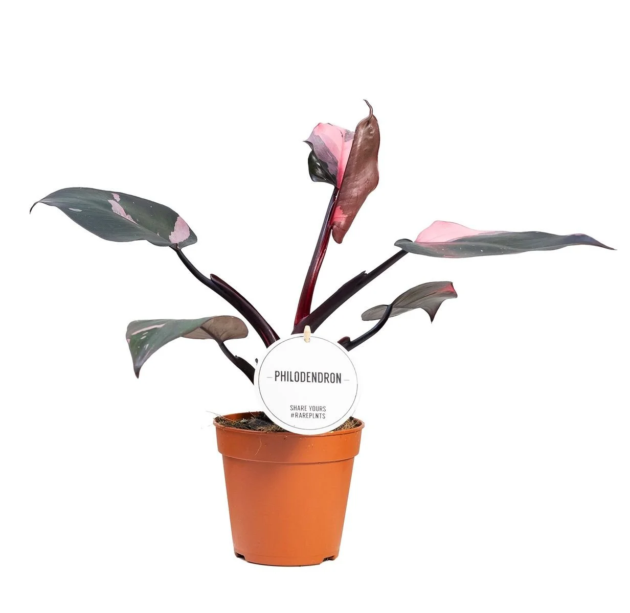 Philodendron 'Pink Princess' 12cm.jpg
