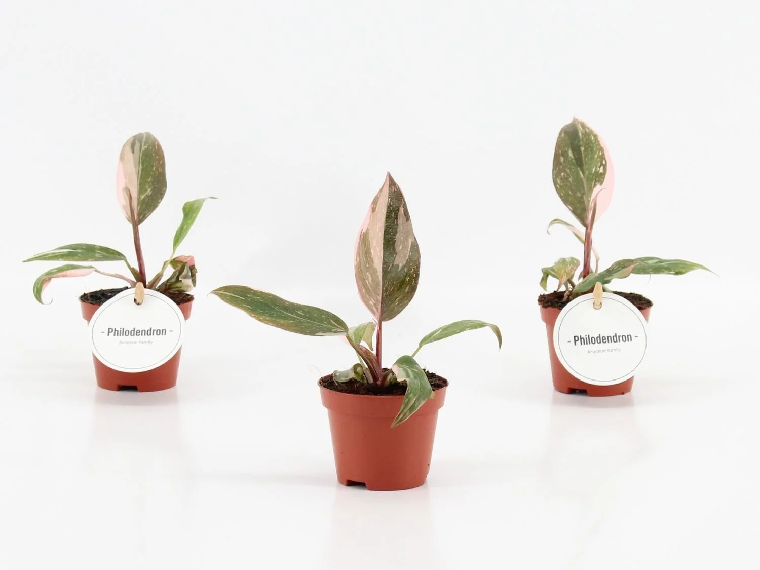 Philodendron 'Pink Princess' 6cm.jpg