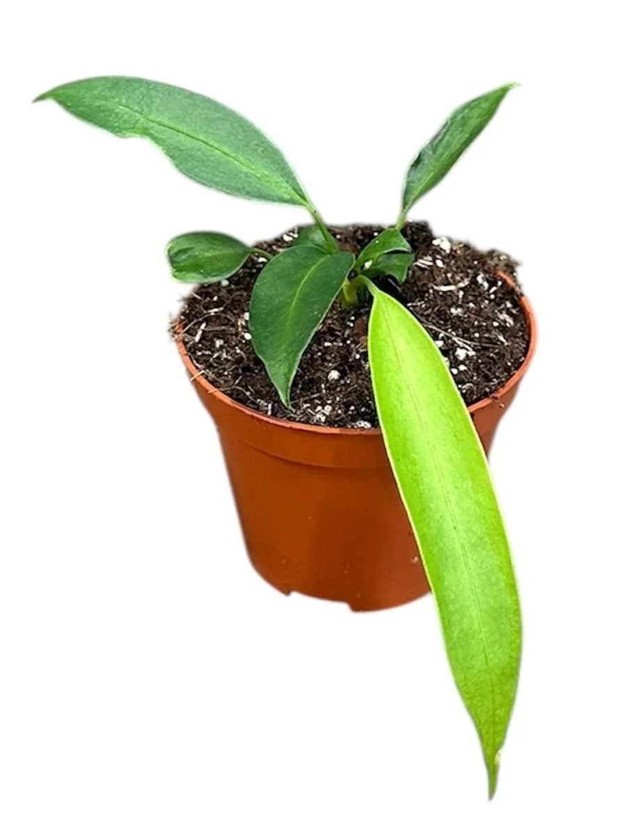 Anthurium wendlingeri 6cm.jpg