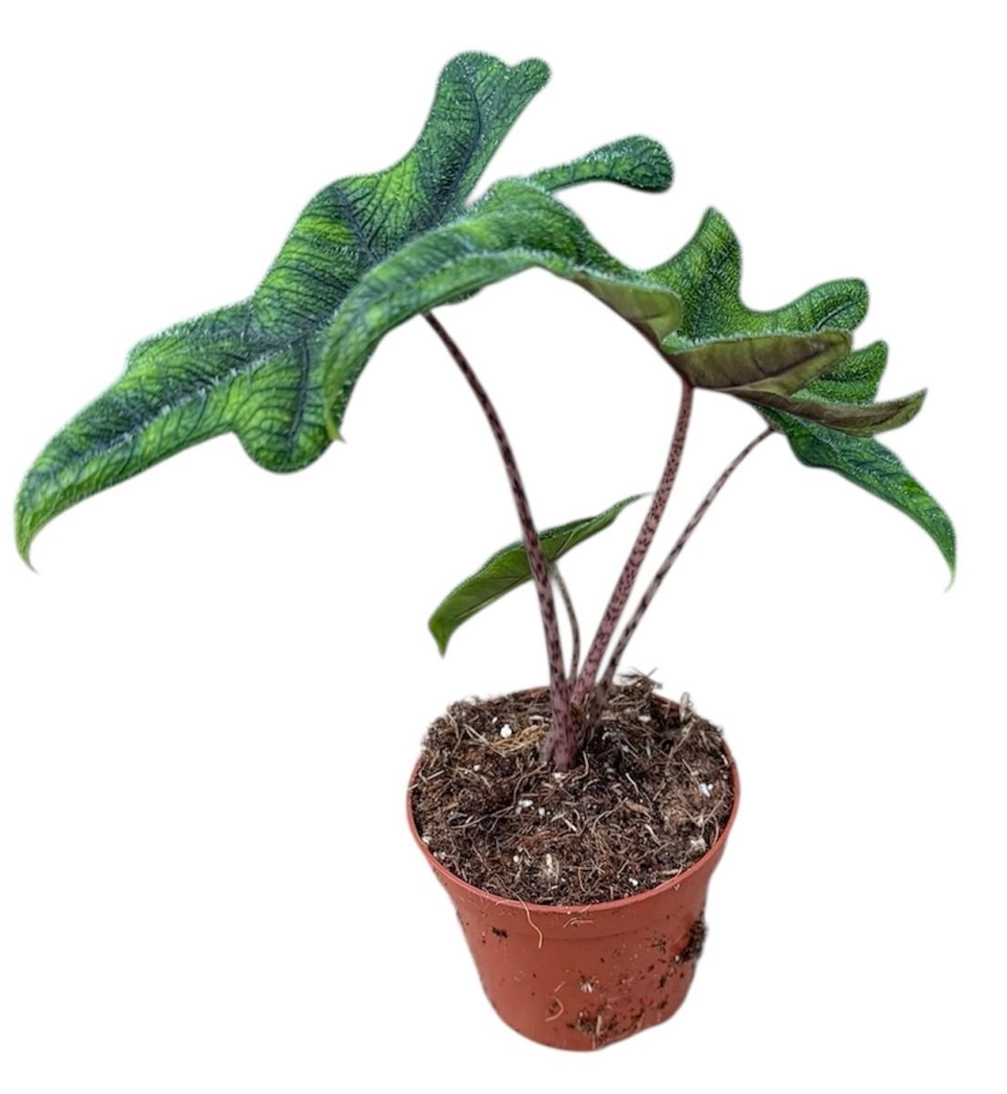 Alocasia 'Jacklyn' 8cm.jpg