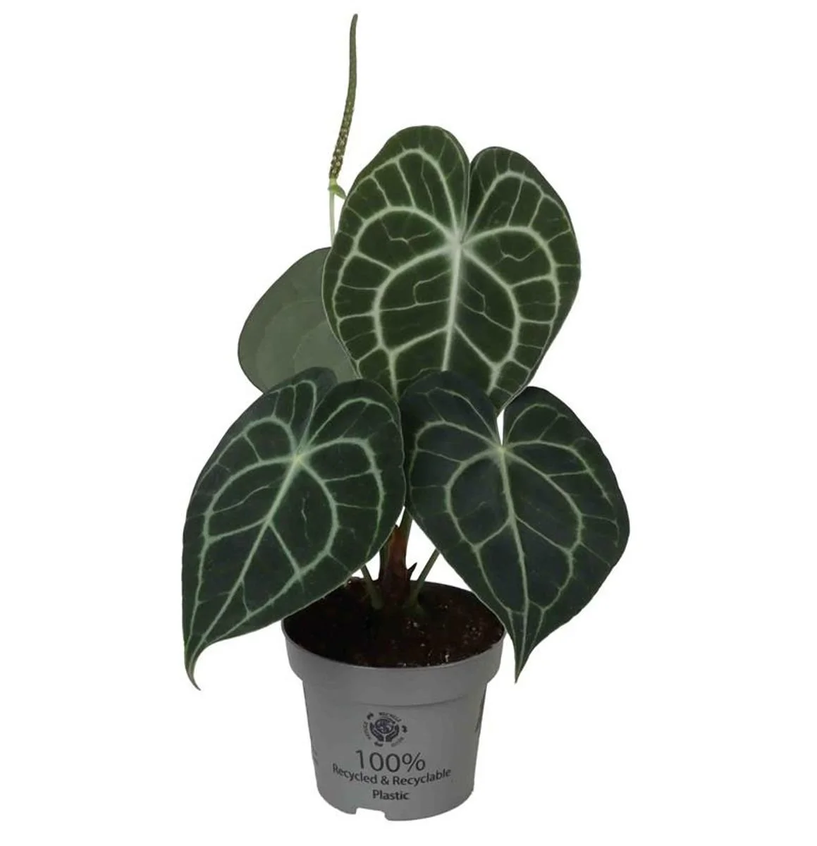 Anthurium clarinervium 12cm.jpg