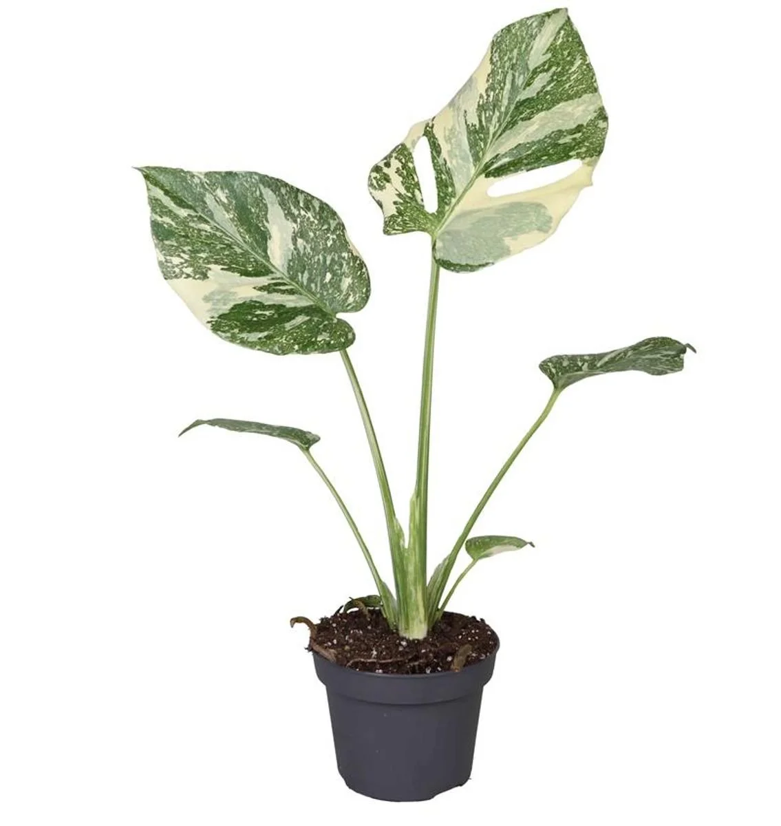 Monstera 'Crème Brûlée'.jpg