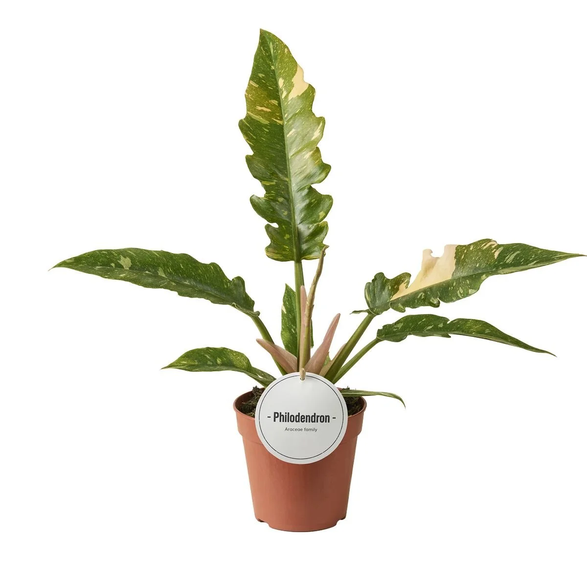 Philodendron 'Ring of Fire' 12cm.jpg