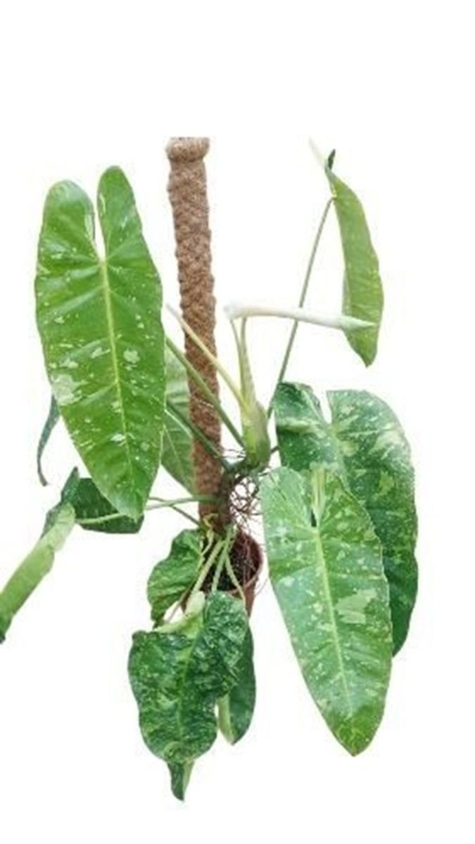 Philodendron 'Jose Buono' 25cm.jpg